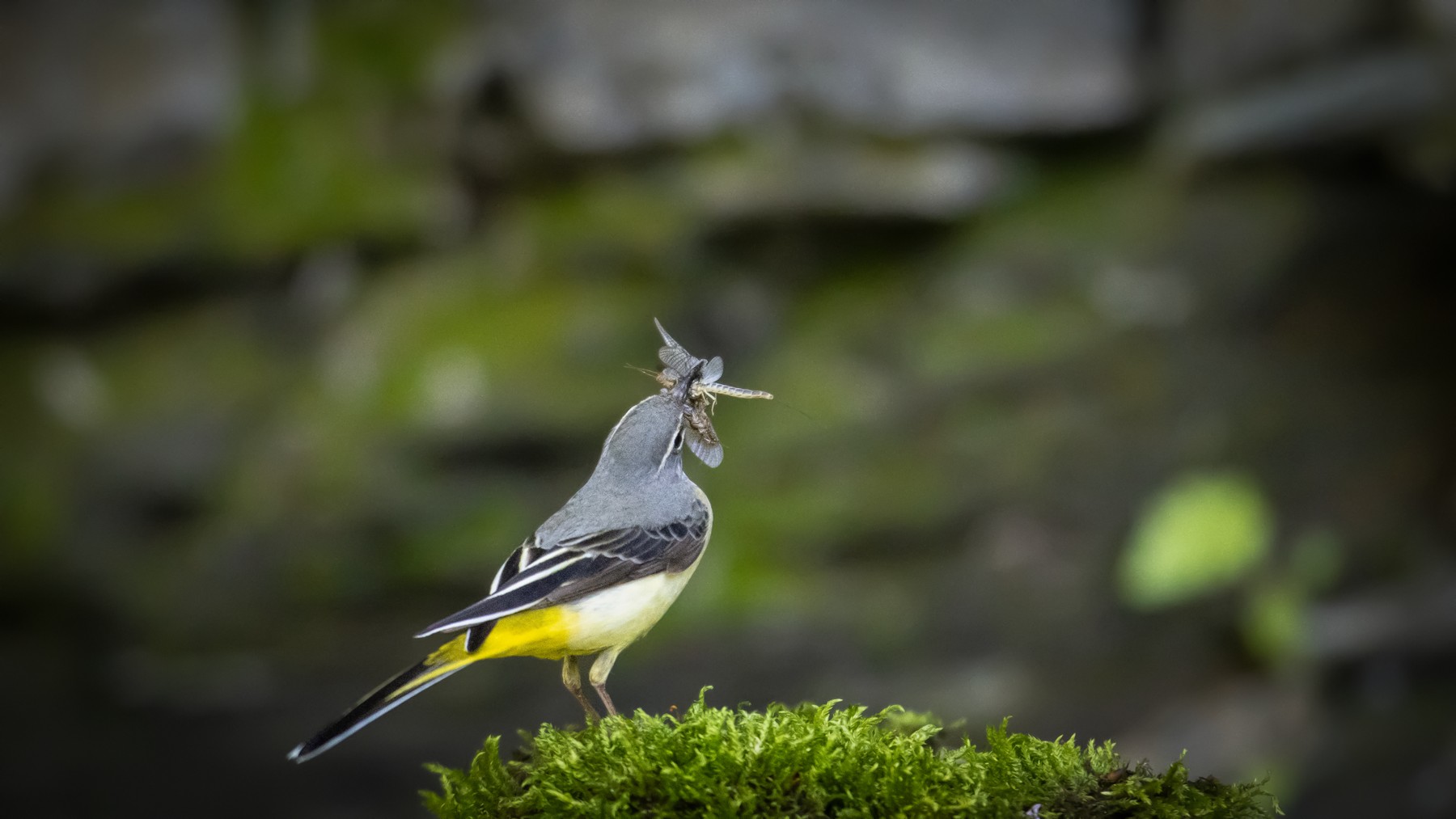 PHOTO BY jaick | Canon EOS 90D | 2025:05:01 15:25:32 | ISO-1600 | 1/1000 sec | f 2.8 | 400 mm | EV=0.3 | ● WIDTH:1800 pixels  HEIGHT:1013 pixels