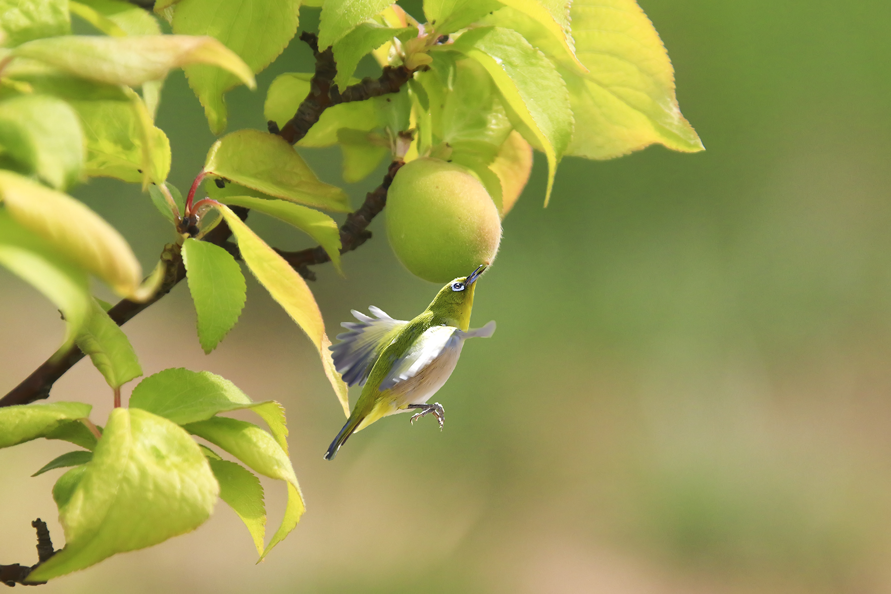 PHOTO BY HNalim | Canon EOS 7D Mark II | 2024:04:25 17:07:37 | ISO-1000 | 1/800 sec | f 18 | 104 mm | EV=0 | ● WIDTH:1800 pixels  HEIGHT:1200 pixels