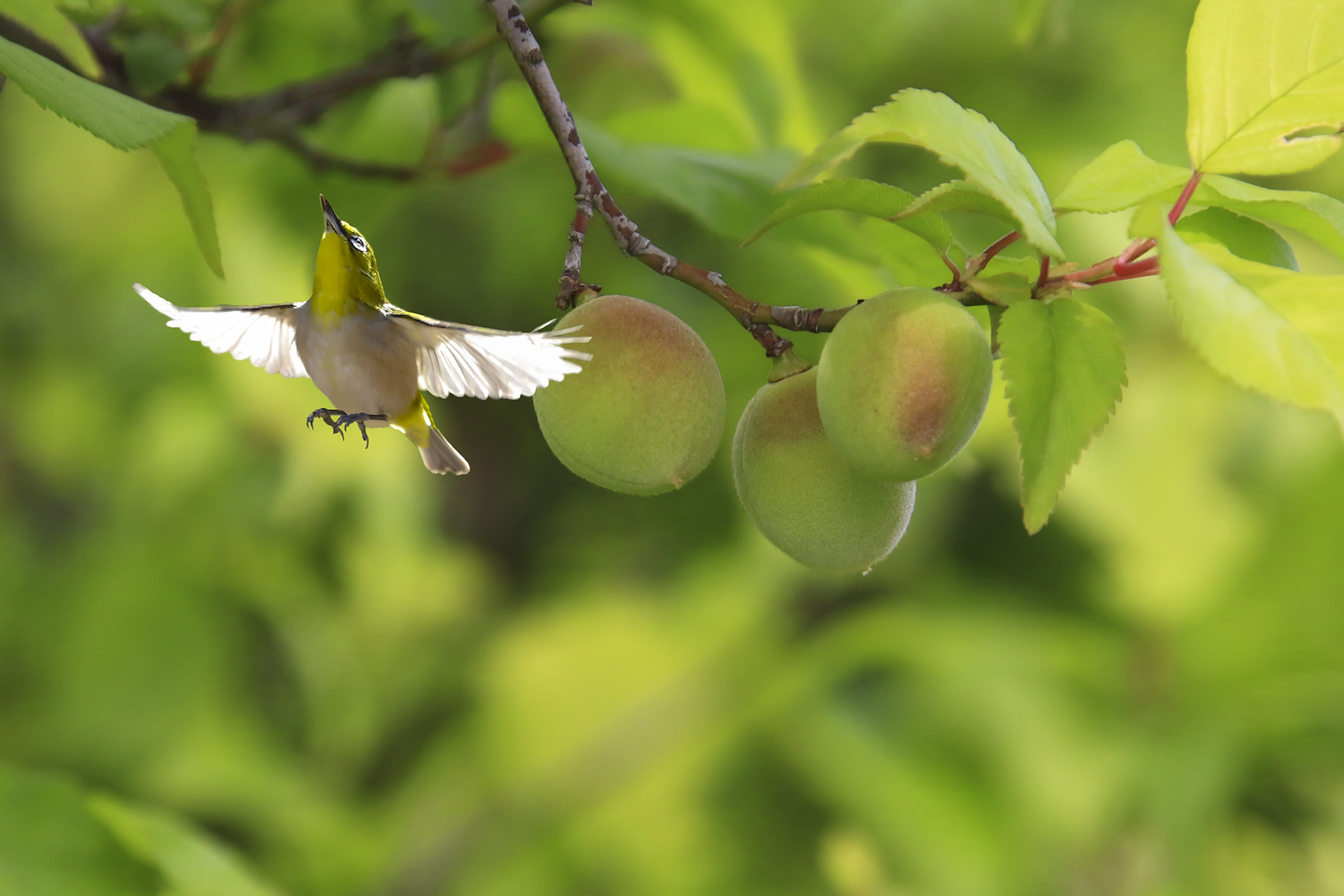 PHOTO BY HNalim | Canon EOS 7D Mark II | 2024:04:25 17:07:37 | ISO-1000 | 1/800 sec | f 18 | 104 mm | EV=0 | ● WIDTH:1800 pixels  HEIGHT:1200 pixels