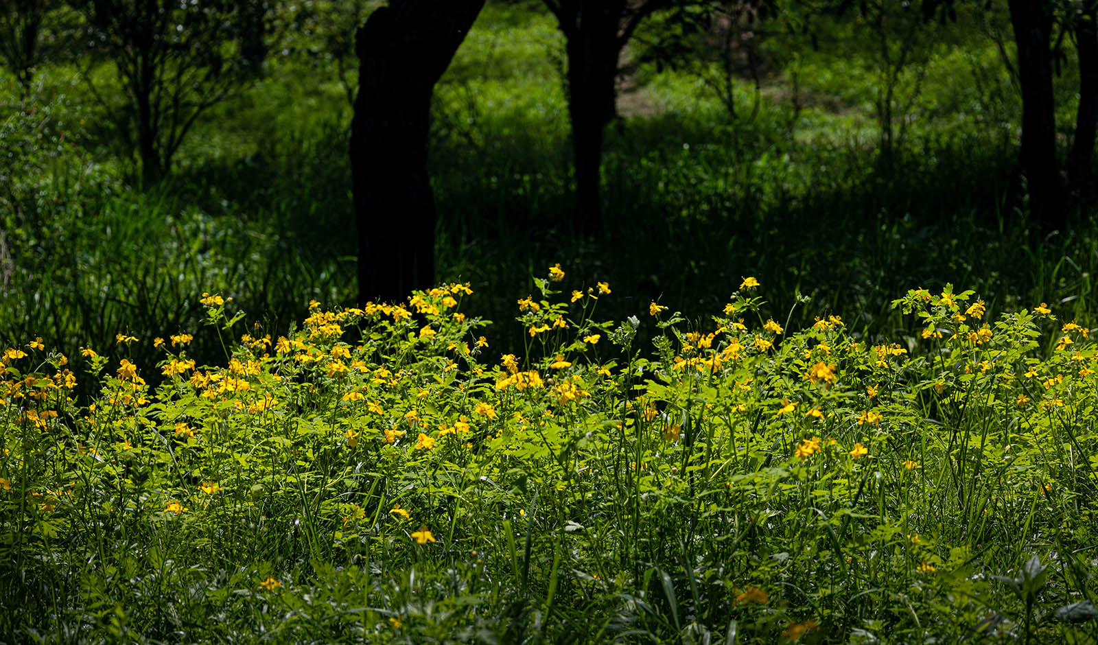 PHOTO BY jps | Canon EOS R6 | 2024:04:25 11:41:24 | ISO-125 | 1/640 sec | f 7.1 | 105 mm | EV=-1.3 | ● WIDTH:1600 pixels  HEIGHT:940 pixels