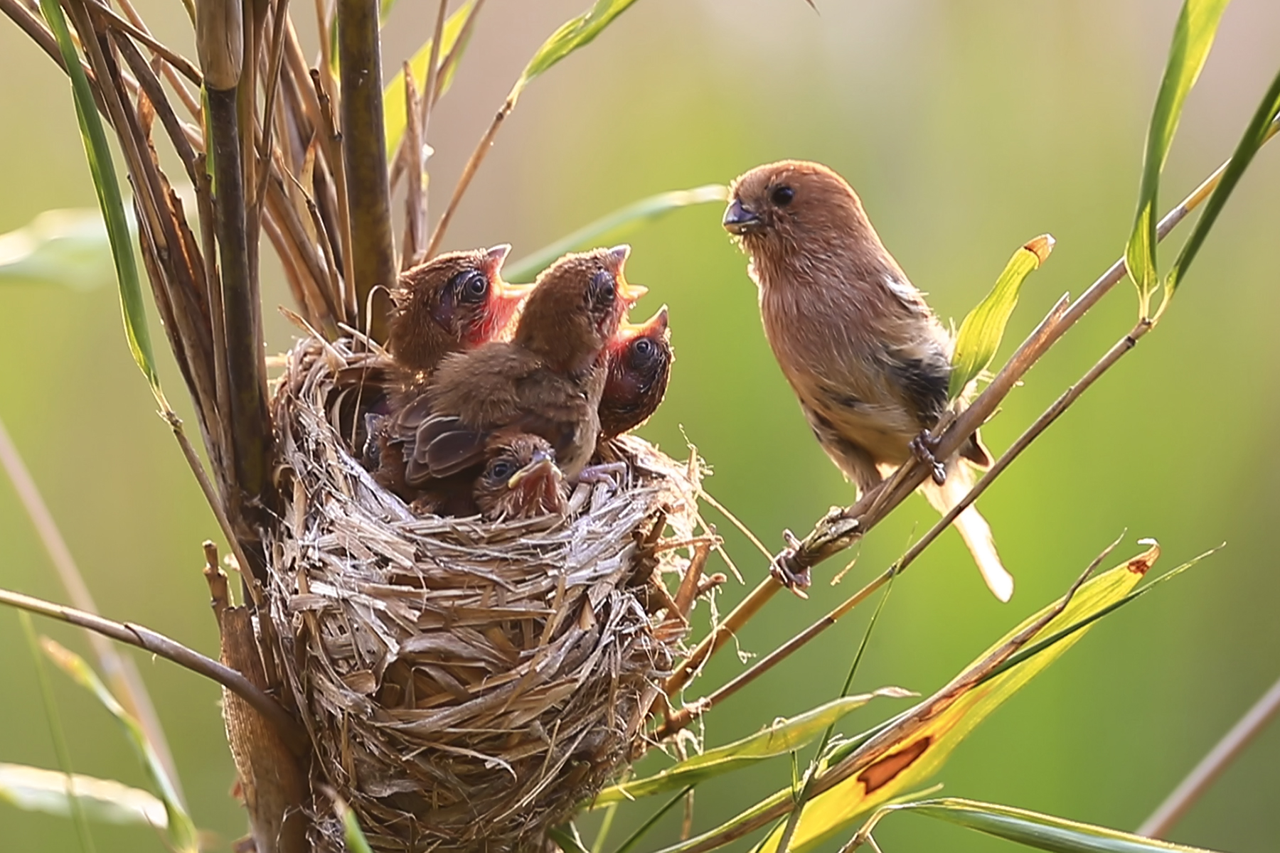 PHOTO BY HNalim | Canon EOS 7D Mark II | 2024:04:25 17:07:41 | ISO-1000 | 1/800 sec | f 18 | 104 mm | EV=0 | ● WIDTH:1800 pixels  HEIGHT:1200 pixels