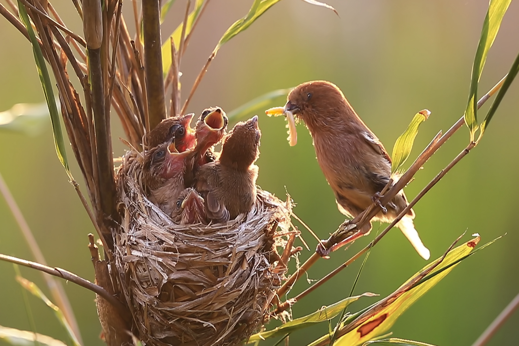 PHOTO BY HNalim | Canon EOS 7D Mark II | 2024:04:25 17:07:41 | ISO-1000 | 1/800 sec | f 18 | 104 mm | EV=0 | ● WIDTH:1800 pixels  HEIGHT:1200 pixels