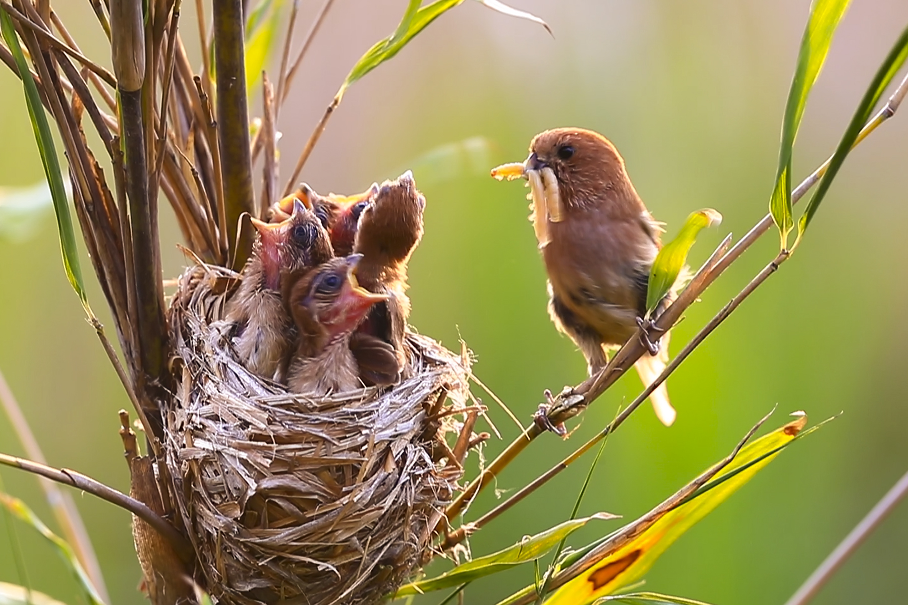 PHOTO BY HNalim | Canon EOS 7D Mark II | 2024:04:25 17:07:46 | ISO-1000 | 1/1000 sec | f 18 | 104 mm | EV=0 | ● WIDTH:1800 pixels  HEIGHT:1200 pixels