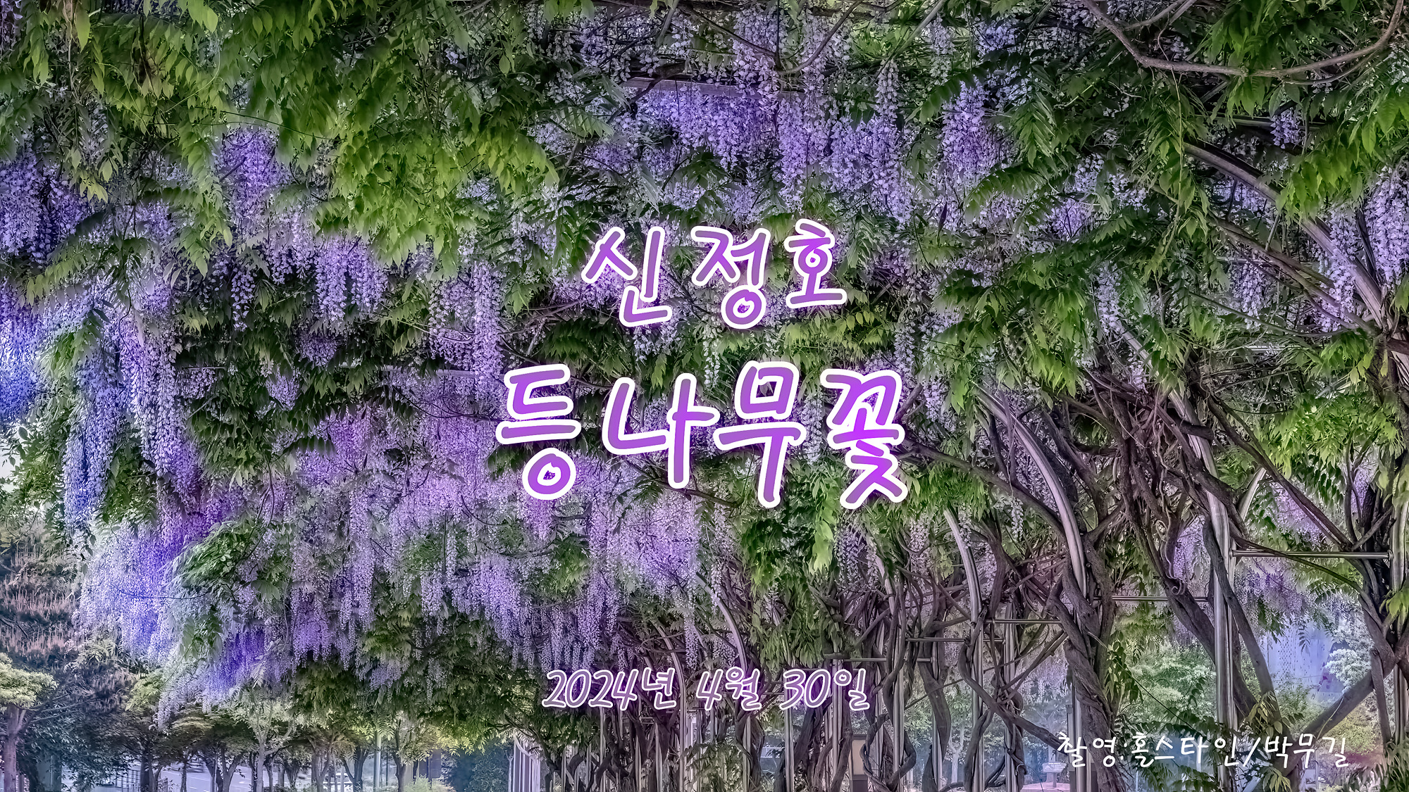   | PHOTO BY : 홀스타인/박무길  |