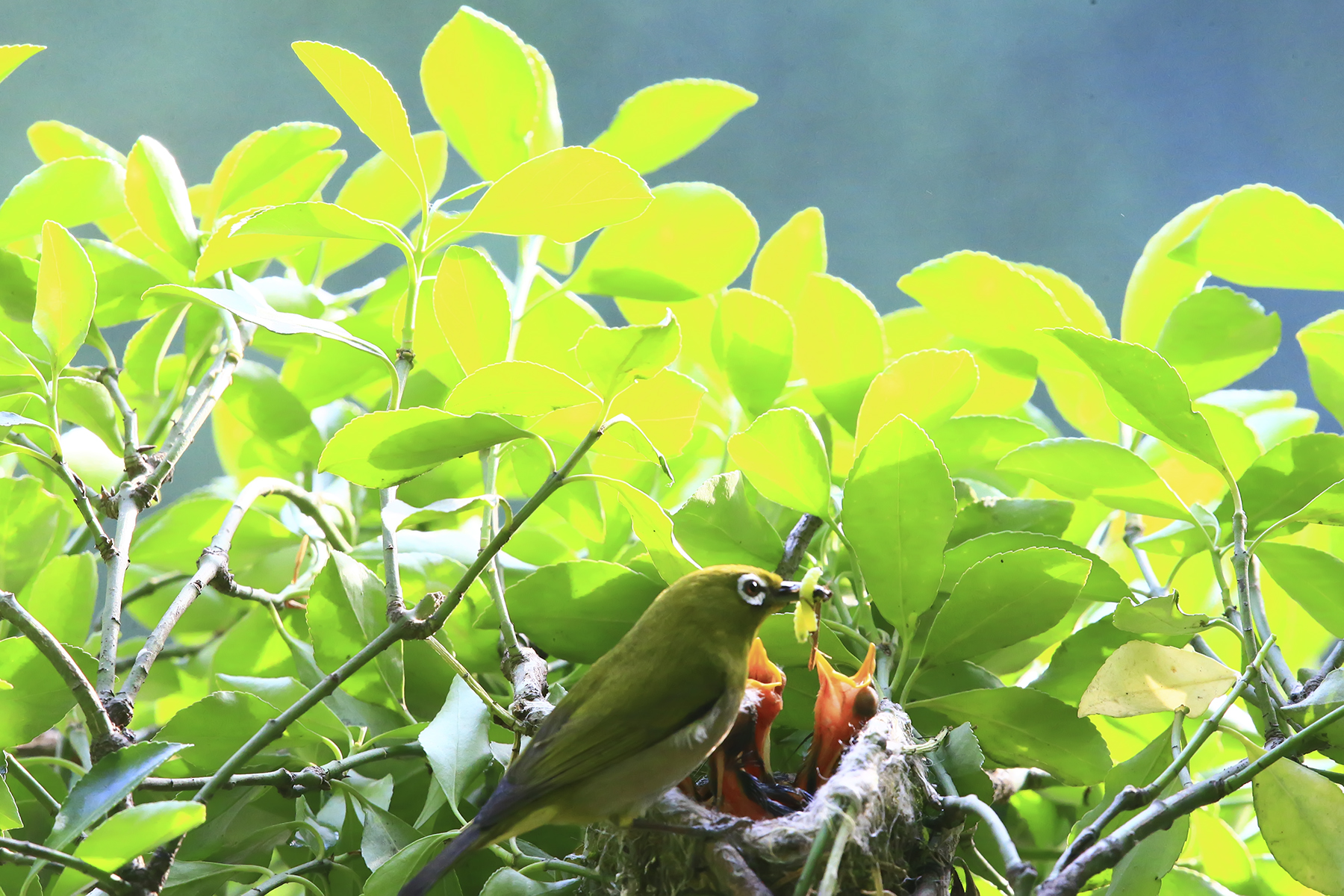 PHOTO BY HNalim | Canon EOS 7D Mark II | 2024:04:25 17:07:46 | ISO-1000 | 1/1000 sec | f 18 | 104 mm | EV=0 | ● WIDTH:1800 pixels  HEIGHT:1200 pixels