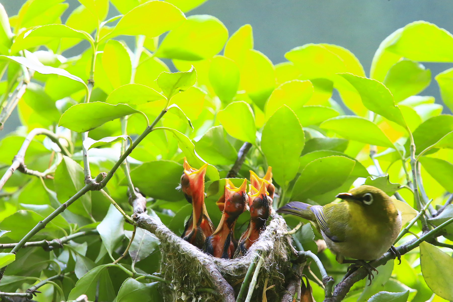 PHOTO BY HNalim | Canon EOS 7D Mark II | 2024:04:25 17:07:46 | ISO-1000 | 1/1000 sec | f 18 | 104 mm | EV=0 | ● WIDTH:1800 pixels  HEIGHT:1200 pixels