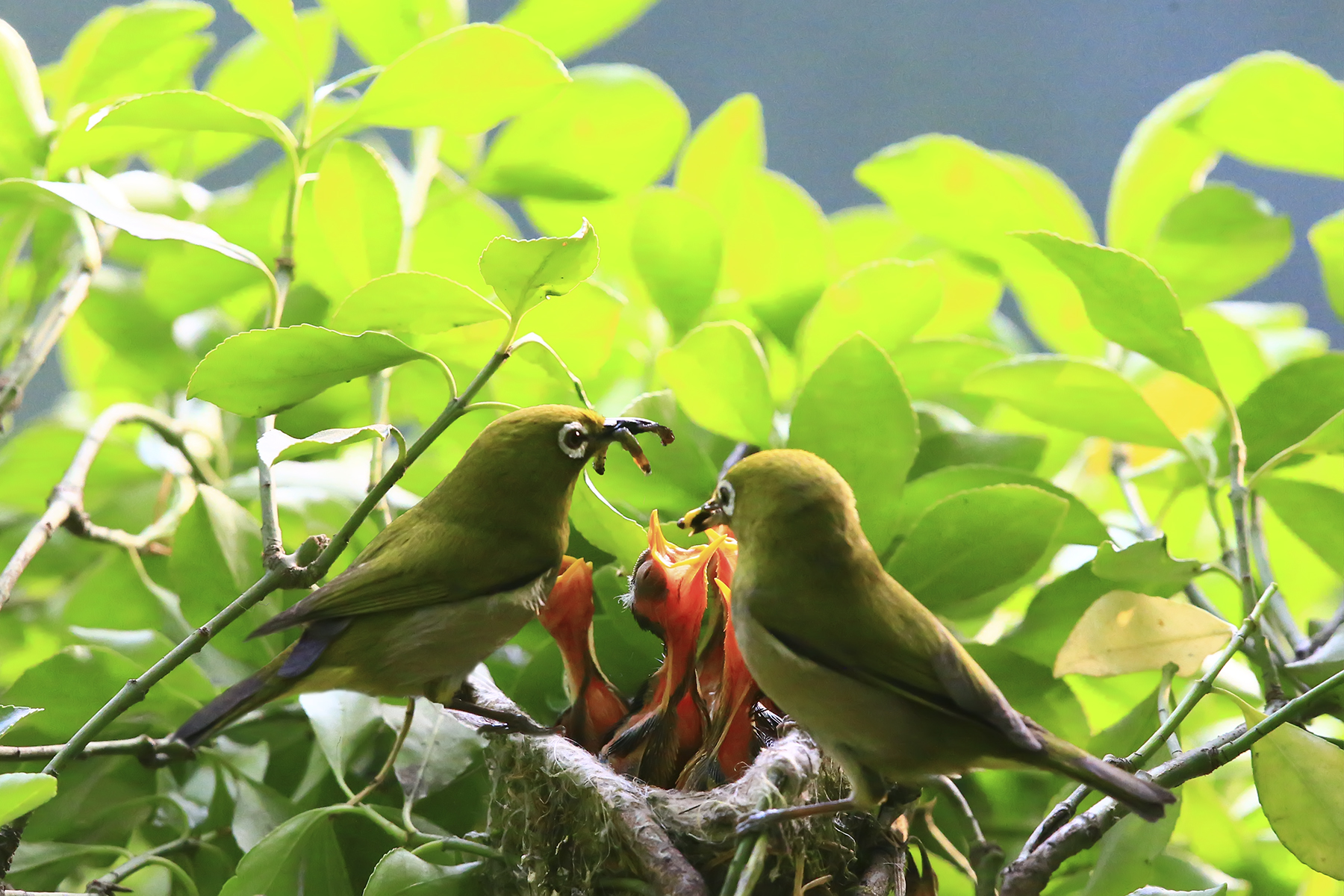 PHOTO BY HNalim | Canon EOS 7D Mark II | 2024:04:25 17:07:46 | ISO-1000 | 1/1000 sec | f 18 | 104 mm | EV=0 | ● WIDTH:1800 pixels  HEIGHT:1200 pixels