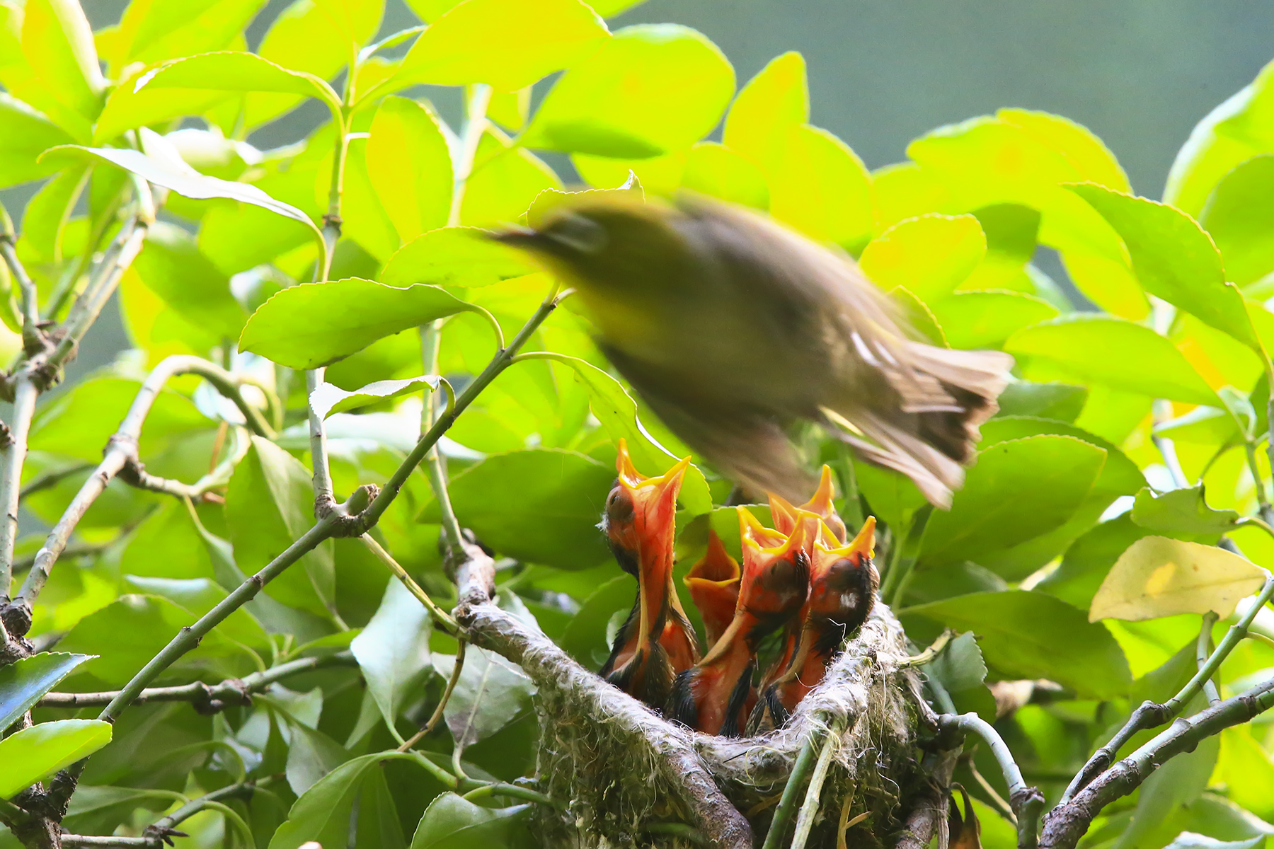 PHOTO BY HNalim | Canon EOS 7D Mark II | 2024:04:25 17:07:46 | ISO-1000 | 1/1000 sec | f 18 | 104 mm | EV=0 | ● WIDTH:1800 pixels  HEIGHT:1200 pixels