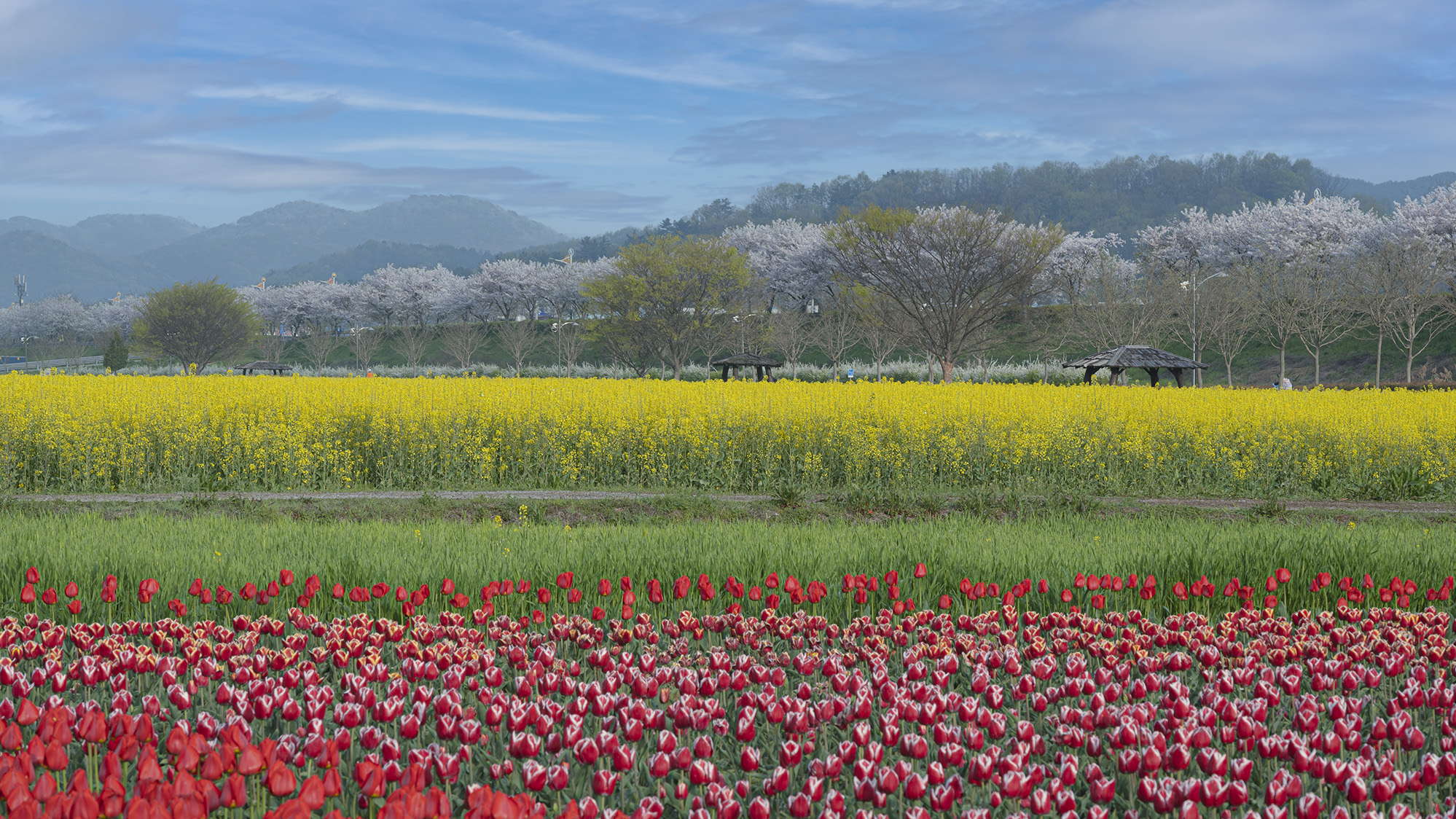 PHOTO BY HAN_JS | NIKON Z 50 | 2024:04:08 07:55:29 | ISO-100 | 1/320 sec | f 8 | 69 mm | EV=0.3 | ● WIDTH:1998 pixels  HEIGHT:1124 pixels