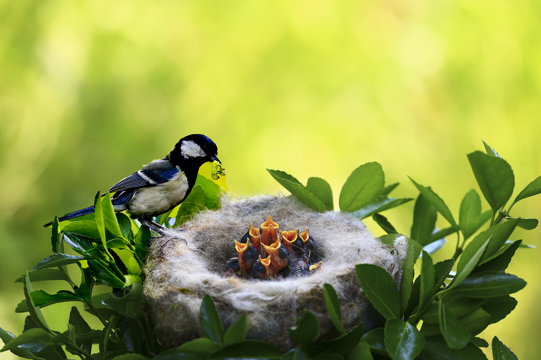 PHOTO BY HNalim | Canon EOS 7D Mark II | 2024:04:25 17:07:41 | ISO-1000 | 1/800 sec | f 18 | 104 mm | EV=0 | ● WIDTH:1800 pixels  HEIGHT:1200 pixels