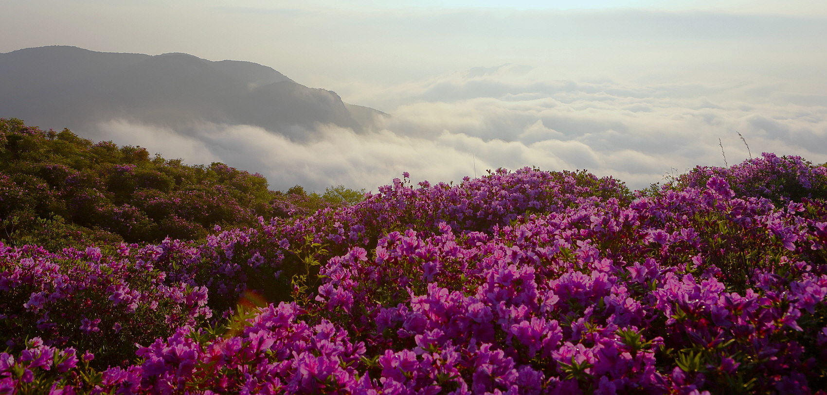 PHOTO BY  | Canon EOS 5D Mark III | 2014:05:01 06:17:03 | ISO-200 | 1/400 sec | f 9 | 30 mm | EV=0 | ● WIDTH:1700 pixels  HEIGHT:813 pixels