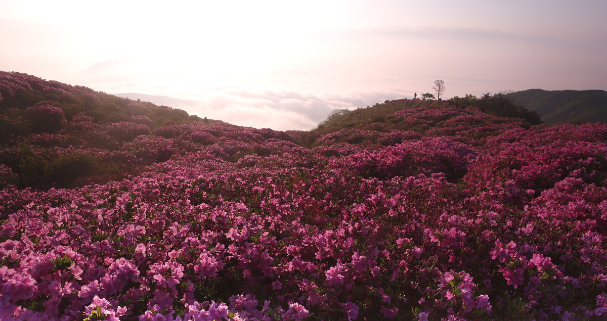 PHOTO BY ? | Canon EOS 5D Mark III | 2014:05:01 06:29:51 | ISO-200 | 1/80 sec | f 9 | 24 mm | EV=0 | ● WIDTH:1200 pixels  HEIGHT:635 pixels