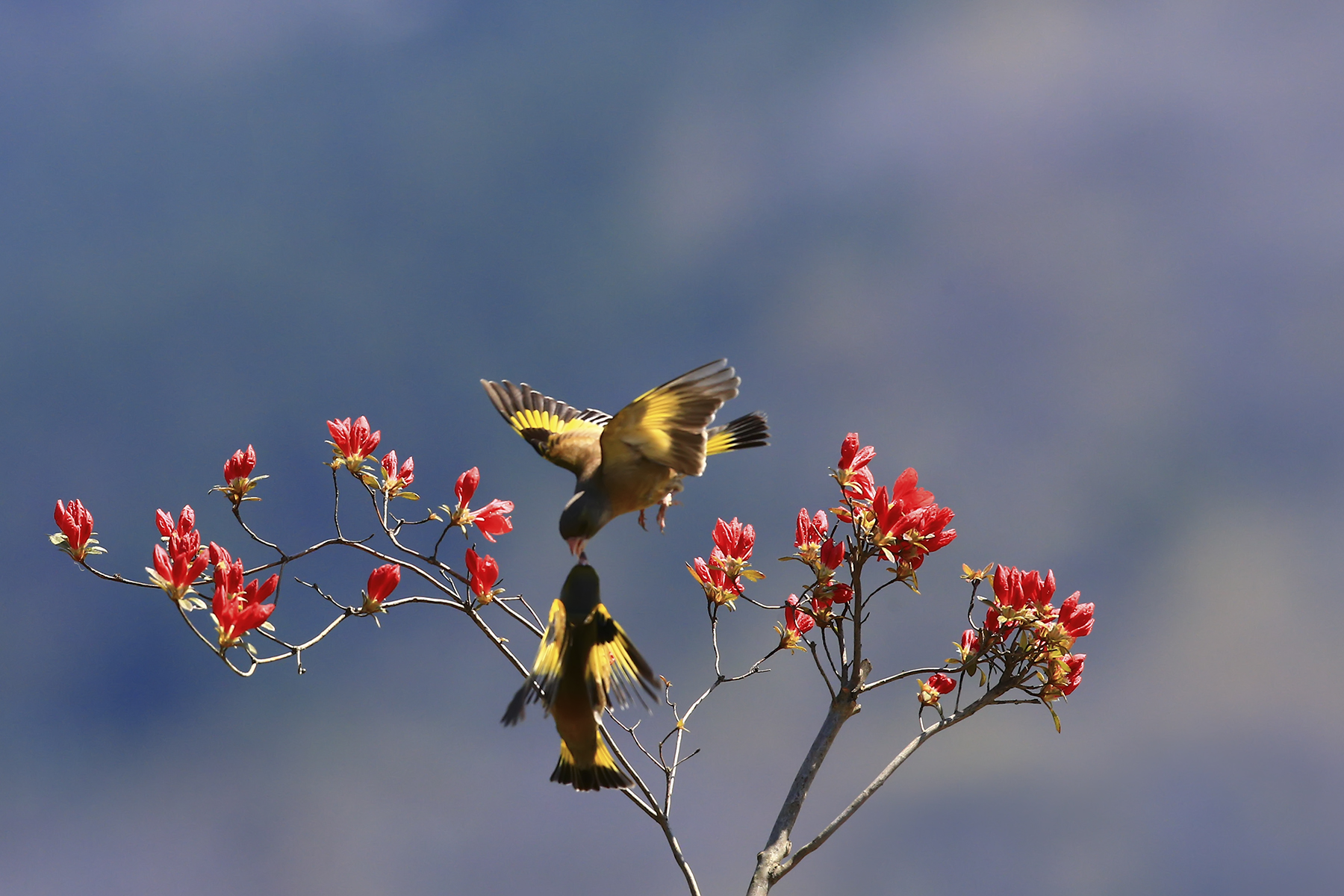 PHOTO BY HNalim | Canon EOS 7D Mark II | 2024:04:25 17:07:46 | ISO-1000 | 1/1000 sec | f 18 | 104 mm | EV=0 | ● WIDTH:1800 pixels  HEIGHT:1200 pixels