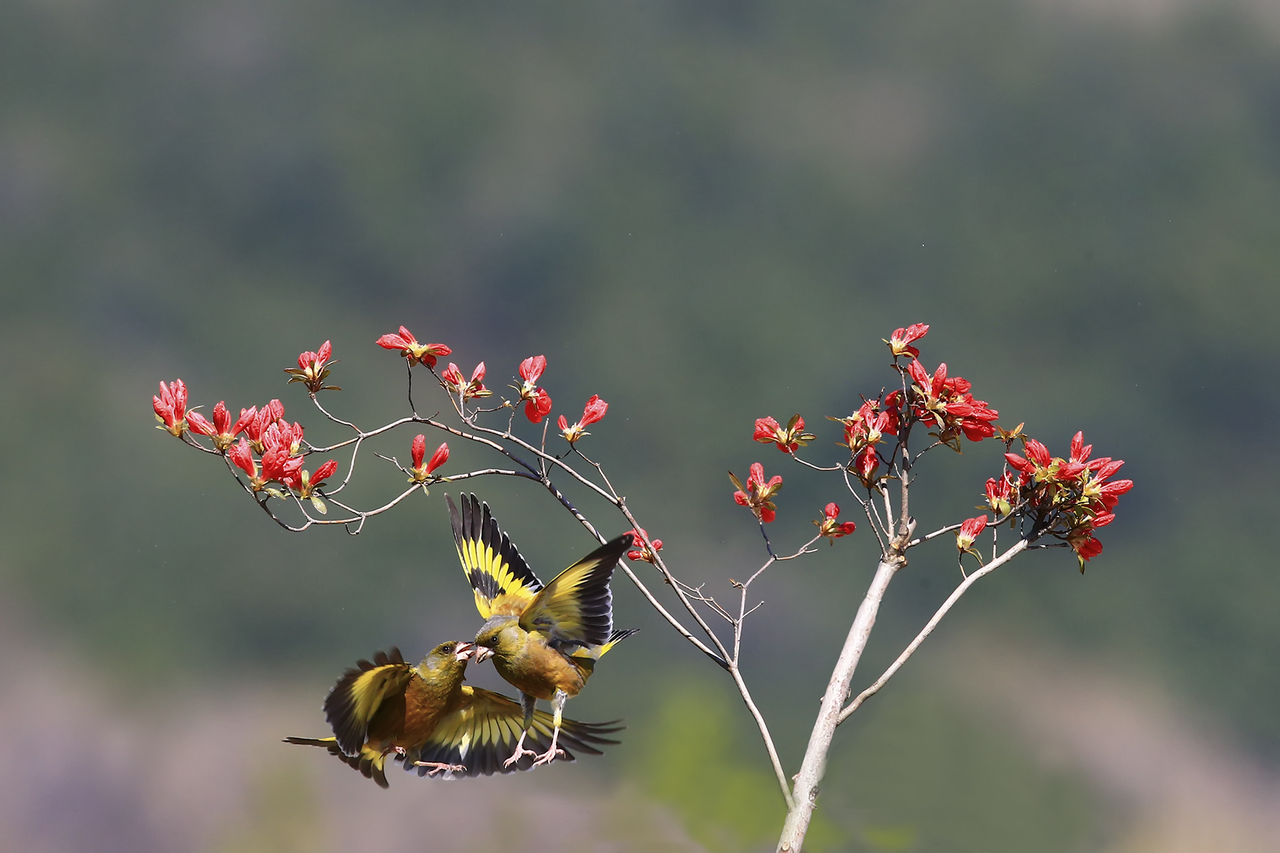 PHOTO BY HNalim | Canon EOS 7D Mark II | 2024:04:25 17:07:46 | ISO-1000 | 1/1000 sec | f 18 | 104 mm | EV=0 | ● WIDTH:1800 pixels  HEIGHT:1200 pixels