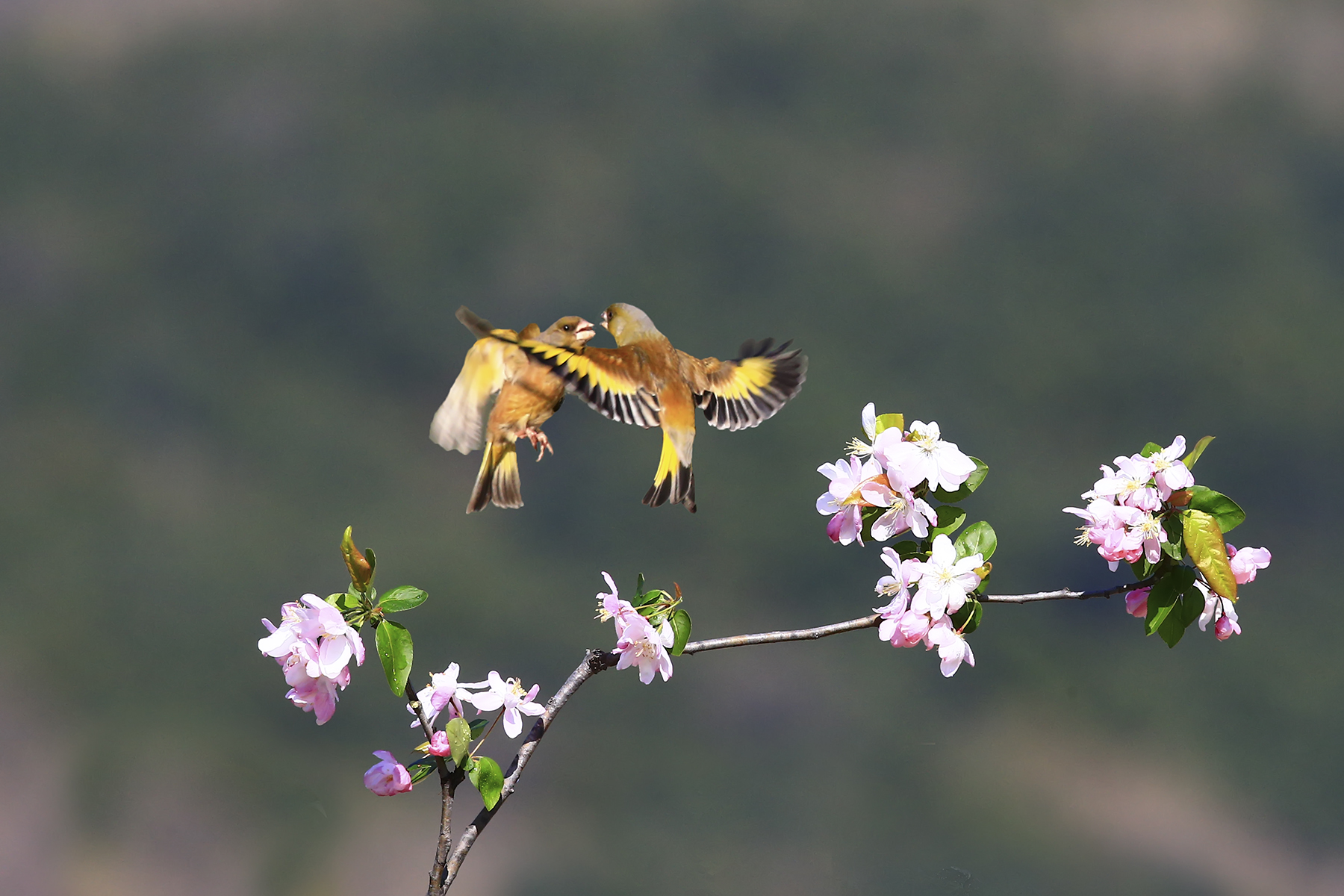 PHOTO BY HNalim | Canon EOS 7D Mark II | 2024:04:25 17:07:46 | ISO-1000 | 1/1000 sec | f 18 | 104 mm | EV=0 | ● WIDTH:1800 pixels  HEIGHT:1200 pixels