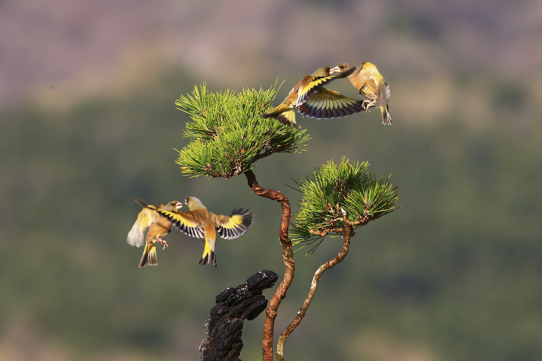 PHOTO BY HNalim | Canon EOS 7D Mark II | 2024:04:25 17:07:47 | ISO-1000 | 1/1000 sec | f 18 | 104 mm | EV=0 | ● WIDTH:1800 pixels  HEIGHT:1200 pixels