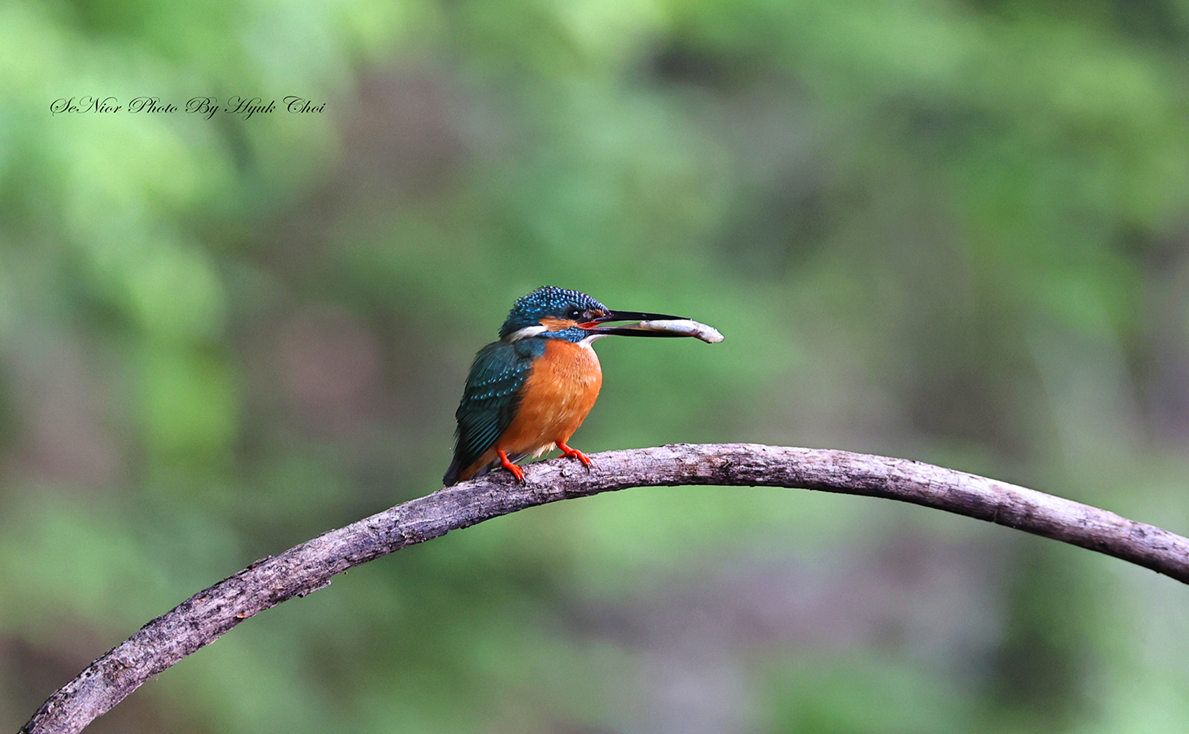 PHOTO BY  | Canon EOS R6 | 2024:05:01 07:28:43 | ISO-3200 | 1/100 sec | f 5.6 | 309 mm | EV=0 | ● WIDTH:1700 pixels  HEIGHT:1050 pixels