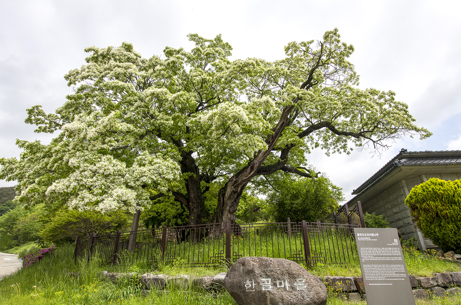 PHOTO BY  | NIKON D850 | 2024:04:30 11:08:01 | ISO-100 | 1/400 sec | f 8 | 19 mm | EV=0 | ● WIDTH:1500 pixels  HEIGHT:994 pixels