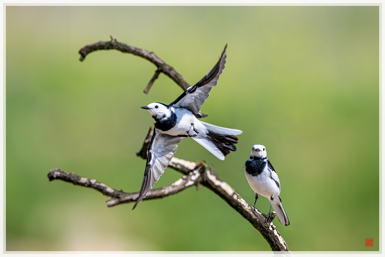 PHOTO BY  | NIKON Z 9 | 2024:05:02 09:34:43 | ISO-450 | 1/2000 sec | f 5.6 | 600 mm | EV=0.3 | ● WIDTH:1500 pixels  HEIGHT:1003 pixels