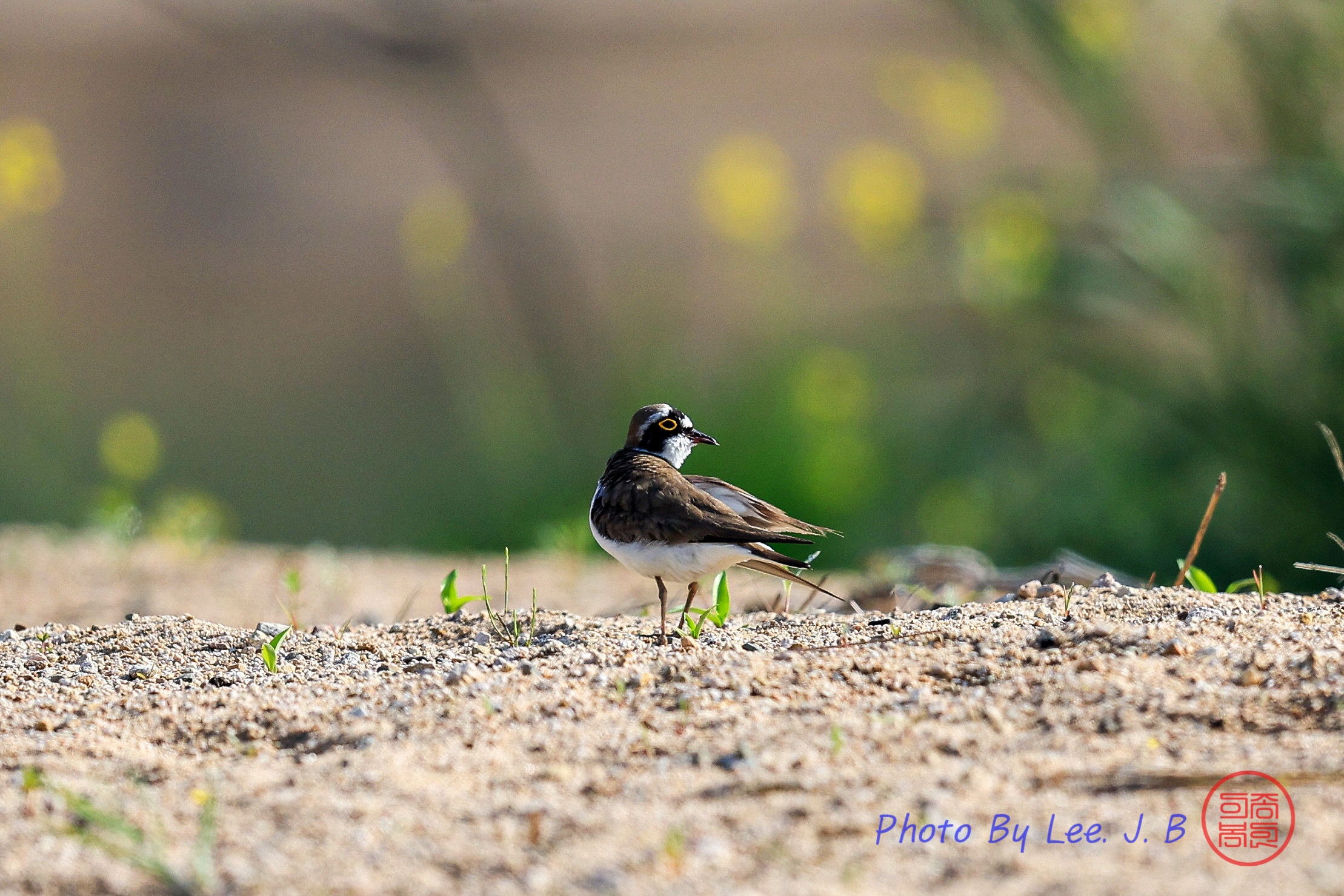 PHOTO BY  | Canon EOS R3 | 2024:04:27 08:07:28 | ISO-400 | 1/3200 sec | f 4 | 600 mm | EV=0 | ● WIDTH:2218 pixels  HEIGHT:1479 pixels