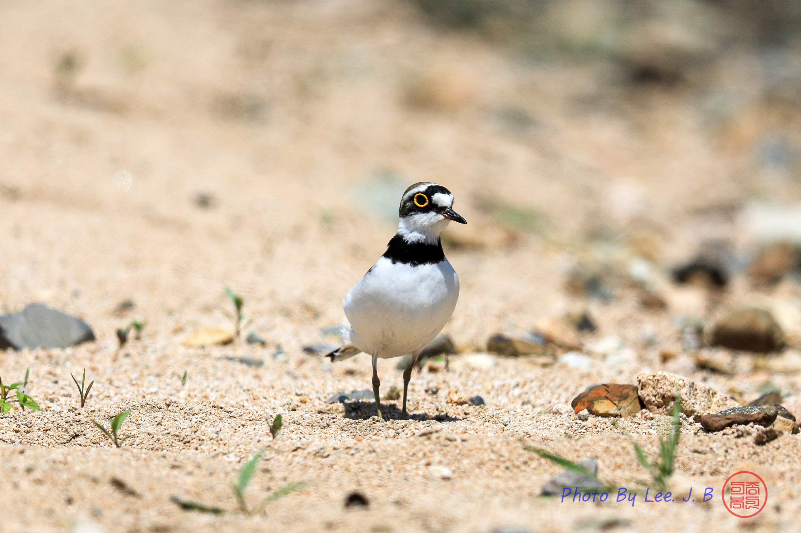 PHOTO BY  | Canon EOS R3 | 2024:04:27 12:50:25 | ISO-250 | 1/4000 sec | f 5.6 | 840 mm | EV=0 | ● WIDTH:2701 pixels  HEIGHT:1800 pixels