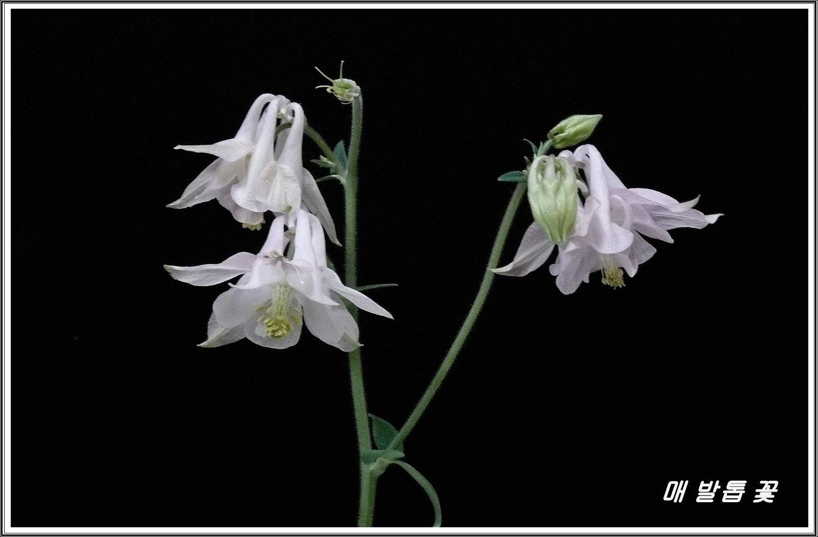 PHOTO BY  | V-LUX 1 | 2024:05:03 08:27:55 | ISO-400 | 1/2 sec | f 7.1 | 36.3 mm | EV=-0.3 | ● WIDTH:3648 pixels  HEIGHT:2736 pixels