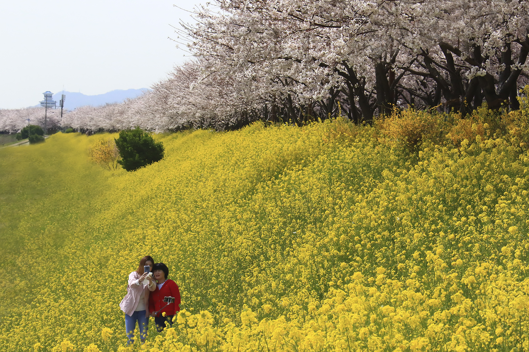 PHOTO BY HNalim | Canon EOS 7D Mark II | 2024:04:04 17:24:20 | ISO-1000 | 1/500 sec | f 8 | 200 mm | EV=0 | ● WIDTH:1800 pixels  HEIGHT:1200 pixels