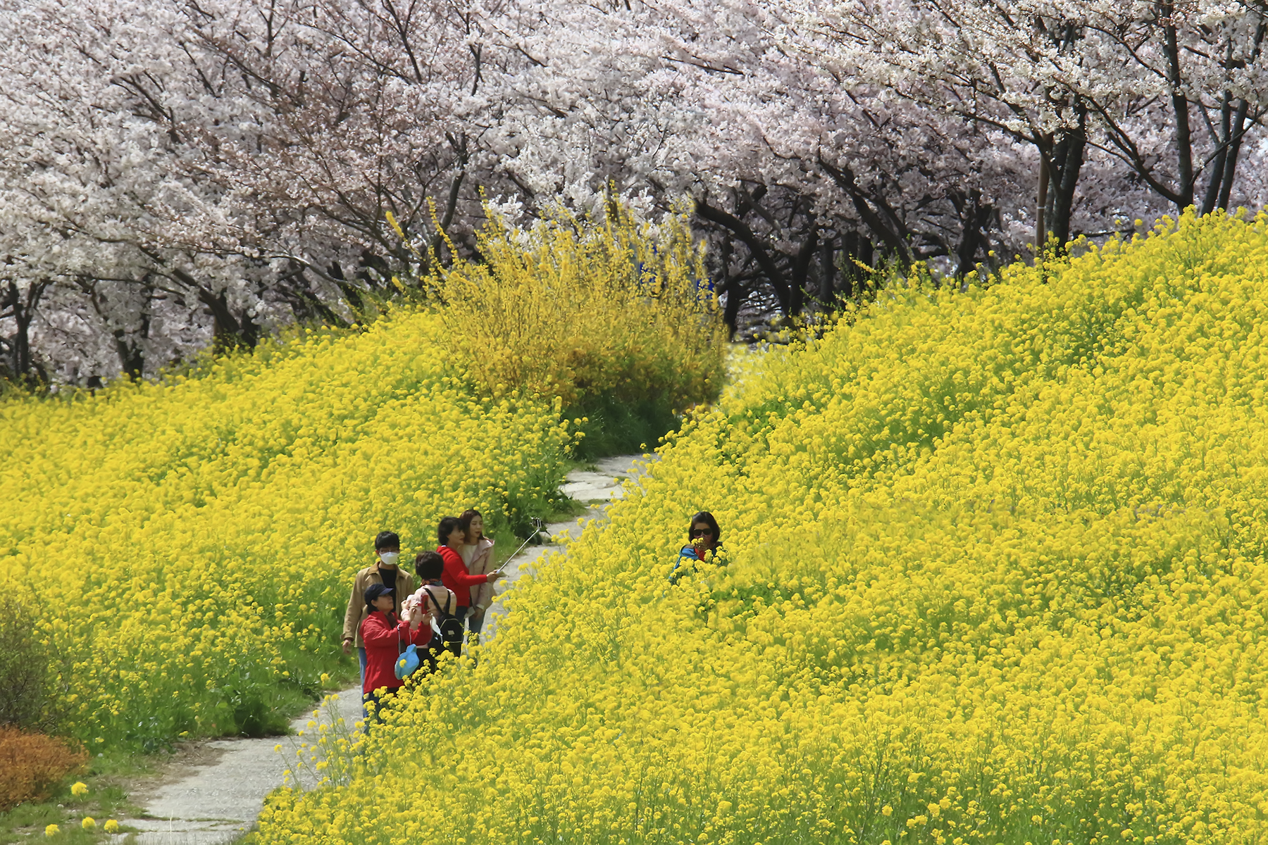 PHOTO BY HNalim | Canon EOS 7D Mark II | 2024:04:04 17:24:20 | ISO-1000 | 1/500 sec | f 8 | 200 mm | EV=0 | ● WIDTH:1800 pixels  HEIGHT:1200 pixels