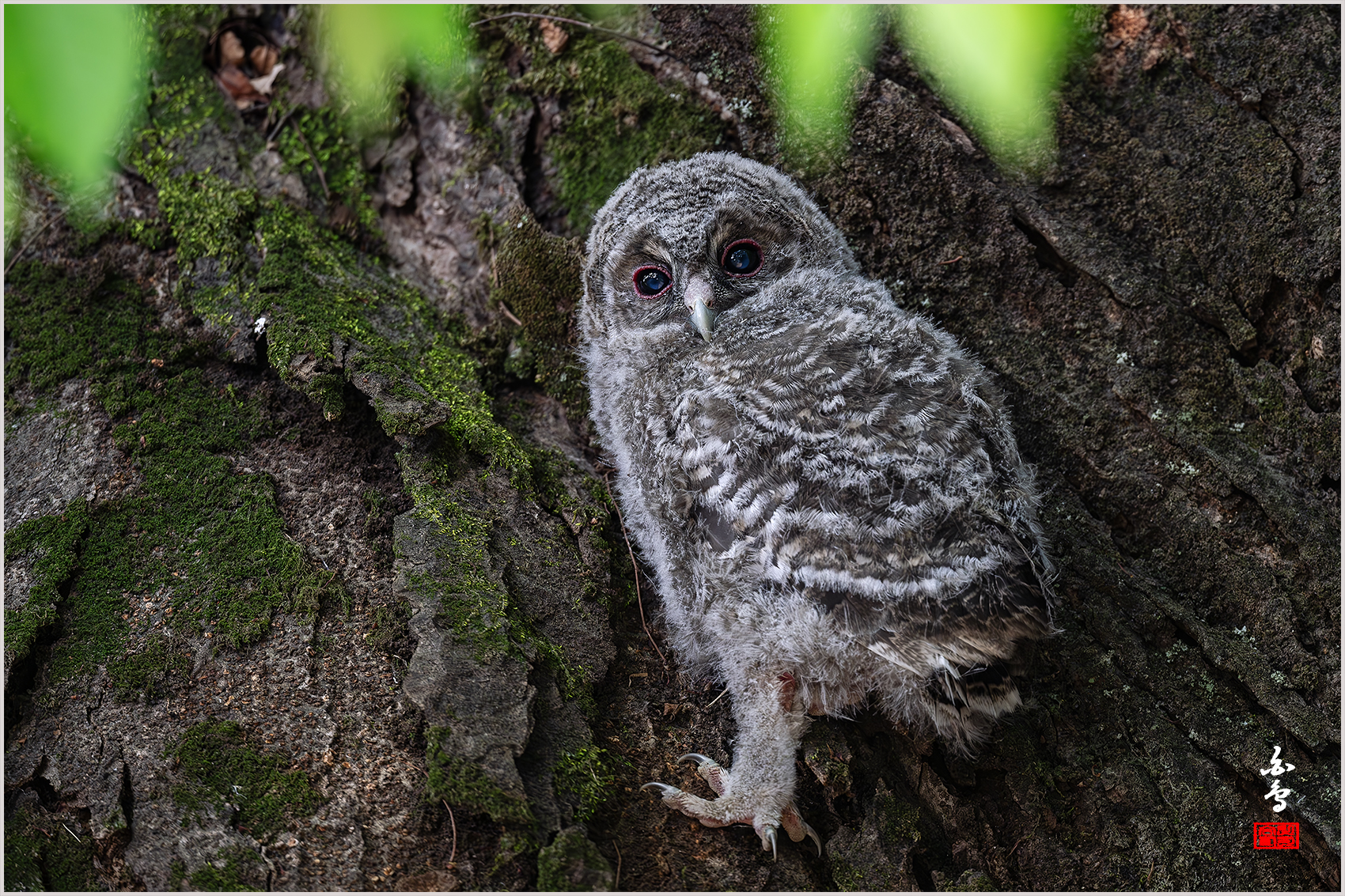 PHOTO BY  | NIKON Z 9 | 2024:05:02 07:23:54 | ISO-400 | 1/320 sec | f 5.6 | 500 mm | EV=-0.7 | ● WIDTH:1700 pixels  HEIGHT:1133 pixels