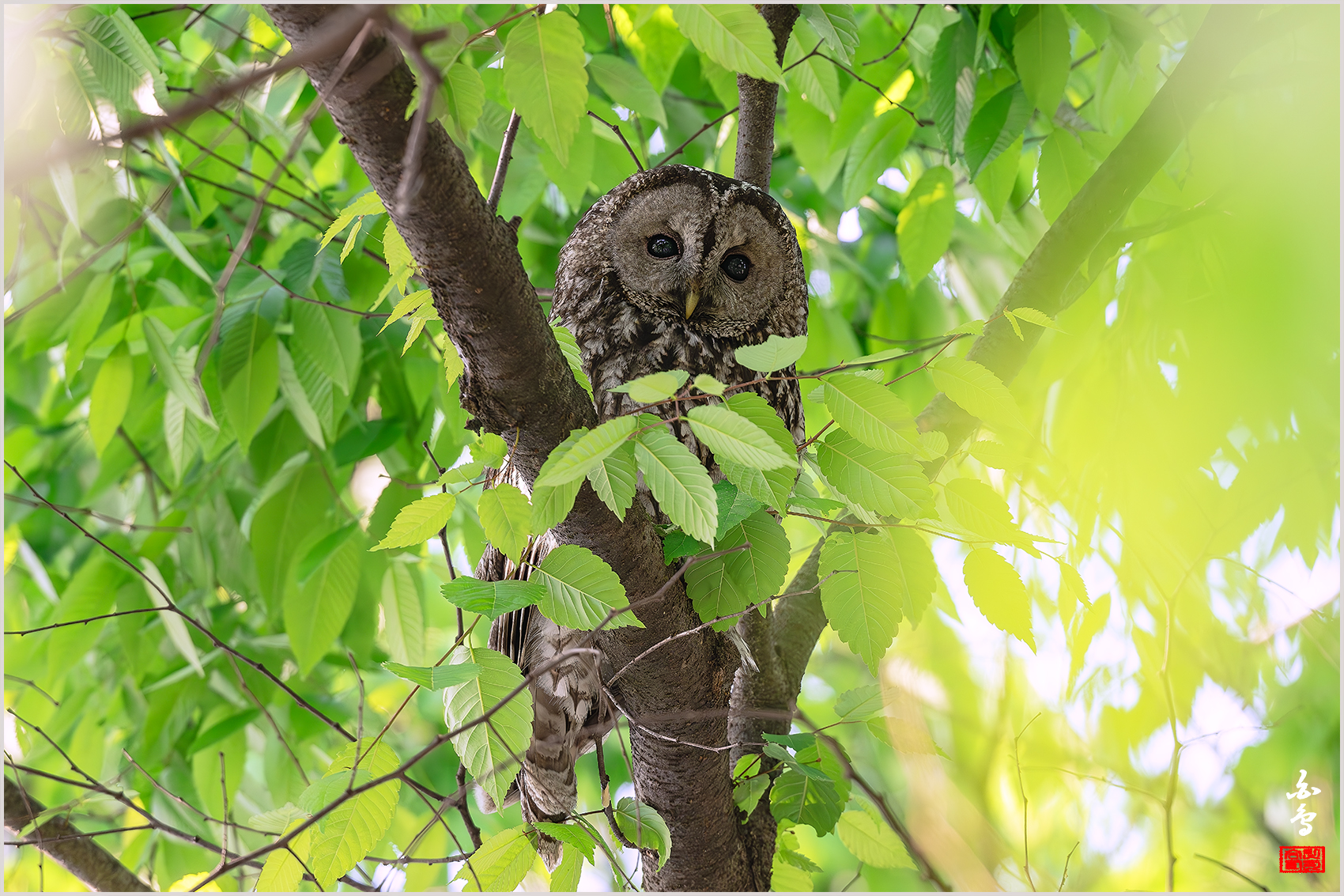 PHOTO BY  | NIKON Z 9 | 2024:05:02 07:31:21 | ISO-400 | 1/320 sec | f 7.1 | 500 mm | EV=0.7 | ● WIDTH:1700 pixels  HEIGHT:1133 pixels