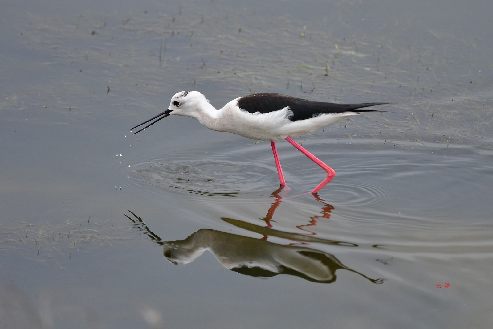 PHOTO BY  | NIKON D500 | 2024:05:01 11:28:57 | ISO-400 | 1/2000 sec | f 5.6 | 500 mm | EV=0 | ● WIDTH:  HEIGHT: