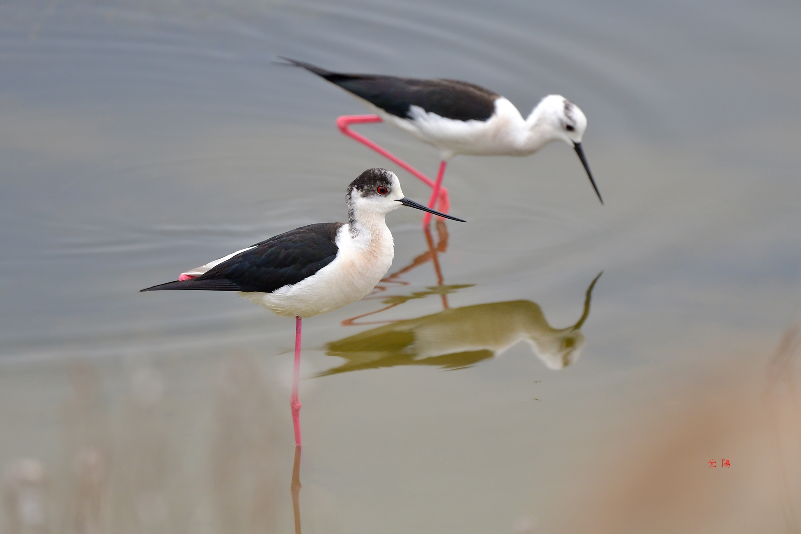 PHOTO BY  | NIKON D500 | 2024:05:01 11:29:19 | ISO-560 | 1/2000 sec | f 5.6 | 500 mm | EV=0 | ● WIDTH:5568 pixels  HEIGHT:3712 pixels