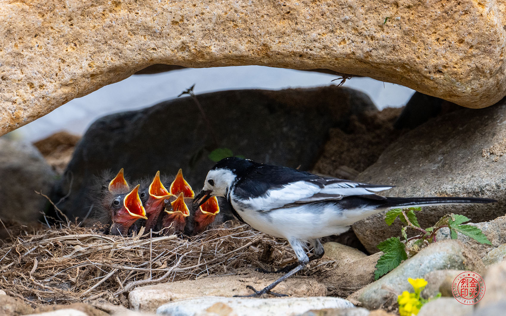 PHOTO BY KKY_CWANG_YEOL | NIKON Z 8 | 2024:05:01 10:53:02 | ISO-800 | 1/2500 sec | f 6.3 | 600 mm | EV=0 | ● WIDTH:1700 pixels  HEIGHT:1063 pixels