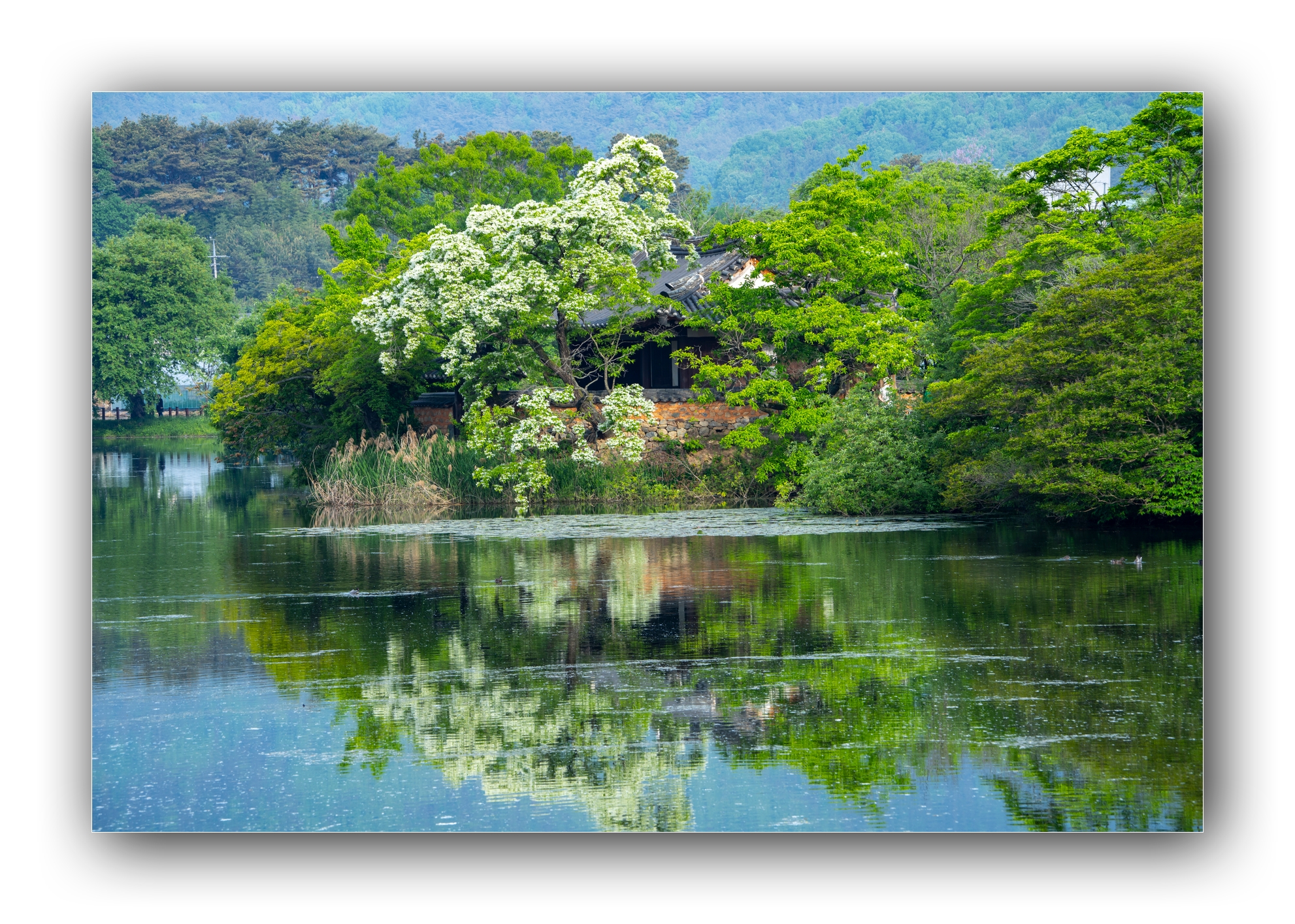 PHOTO BY Sil Sang Kim | ILCE-7RM4 | 2024:04:27 19:44:52 | ISO-100 | 1/80 sec | f 10 | 195 mm | EV=0 | ● WIDTH:1982 pixels  HEIGHT:1415 pixels