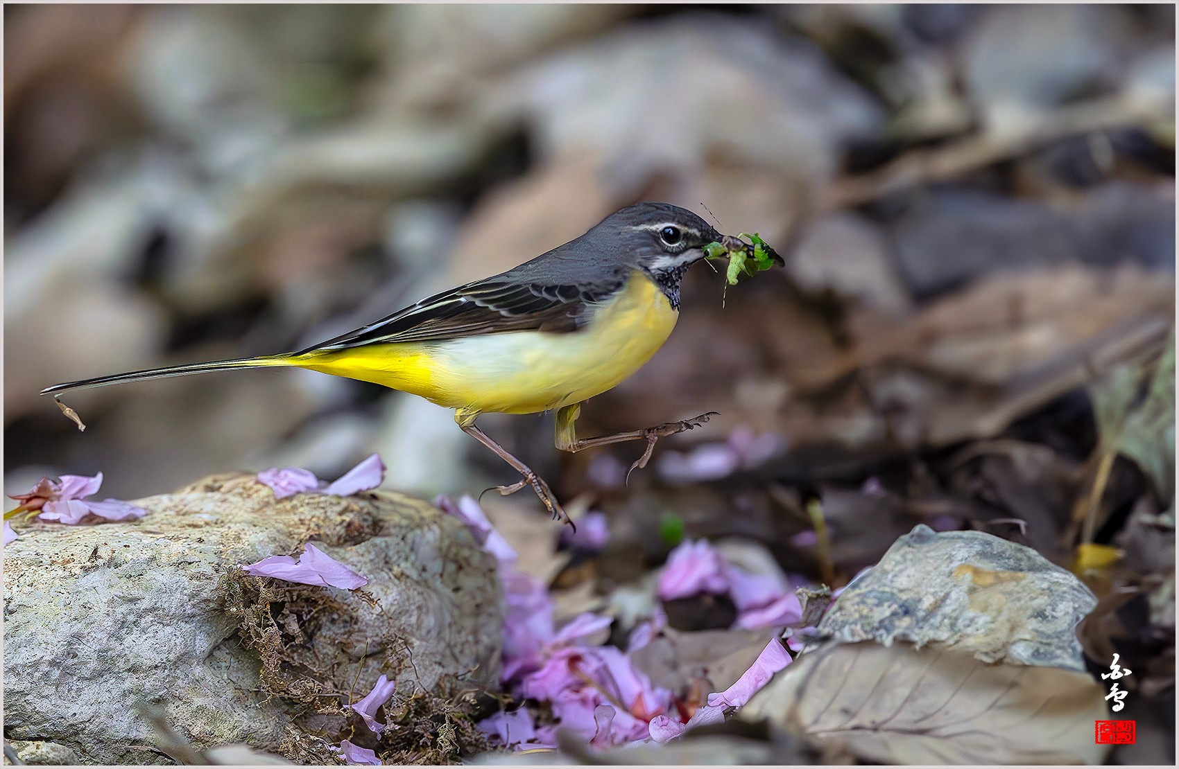 PHOTO BY  | NIKON Z 9 | 2024:04:27 12:17:26 | ISO-2500 | 1/6400 sec | f 4 | 600 mm | EV=-1 | ● WIDTH:0 pixels  HEIGHT:0 pixels