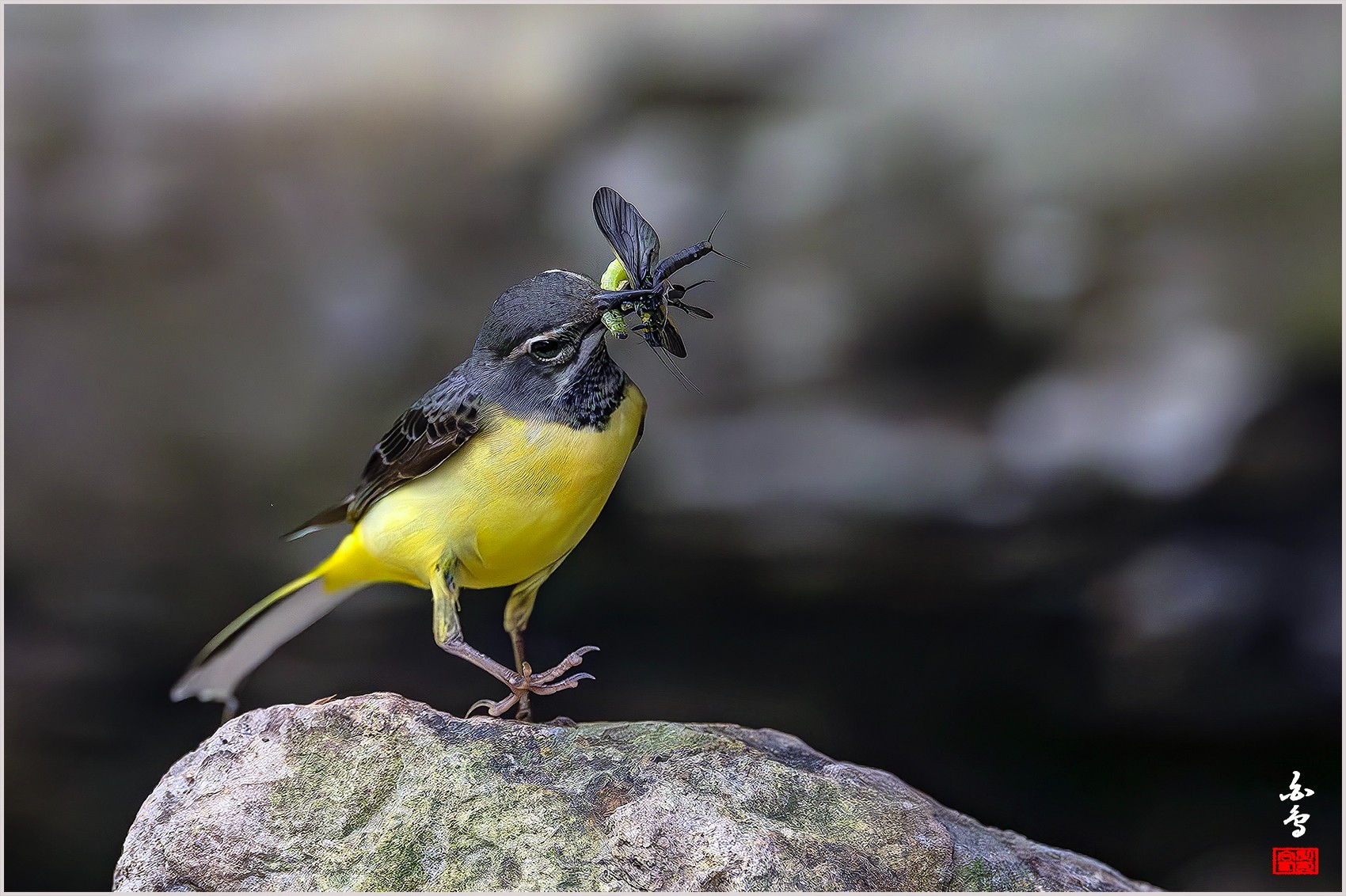 PHOTO BY  | NIKON Z 9 | 2024:04:27 12:07:24 | ISO-2000 | 1/2500 sec | f 4 | 600 mm | EV=-0.7 | ● WIDTH:0 pixels  HEIGHT:0 pixels