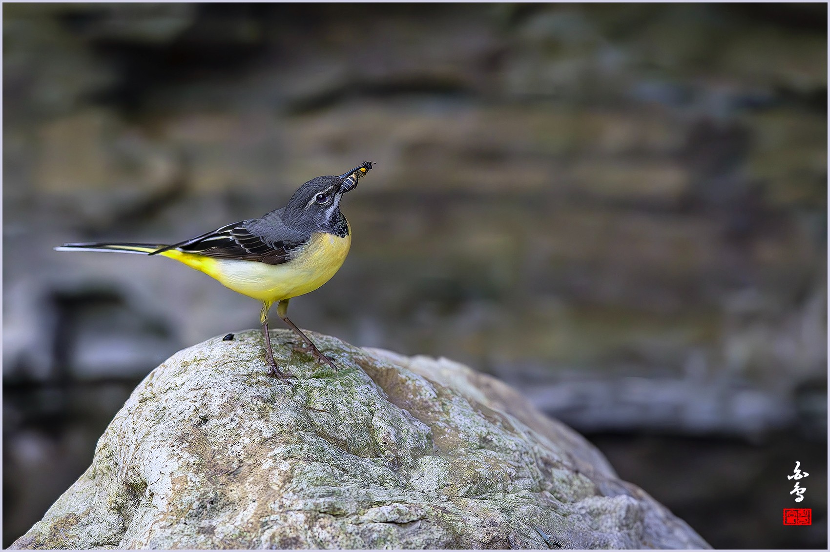 PHOTO BY  | NIKON Z 9 | 2024:04:27 11:06:23 | ISO-2000 | 1/3200 sec | f 4 | 400 mm | EV=-0.7 | ● WIDTH:0 pixels  HEIGHT:0 pixels