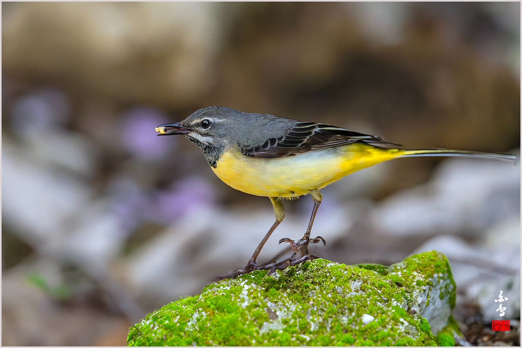 PHOTO BY  | NIKON Z 9 | 2024:04:27 12:10:11 | ISO-2000 | 1/2500 sec | f 4 | 600 mm | EV=-0.7 | ● WIDTH:0 pixels  HEIGHT:0 pixels