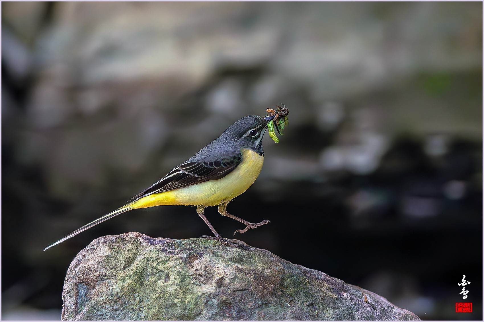 PHOTO BY  | NIKON Z 9 | 2024:04:27 10:51:25 | ISO-2500 | 1/2500 sec | f 4 | 400 mm | EV=-0.3 | ● WIDTH:0 pixels  HEIGHT:0 pixels