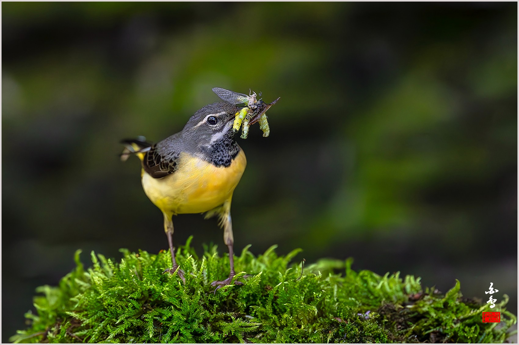 PHOTO BY  | NIKON Z 9 | 2024:04:27 12:36:13 | ISO-2500 | 1/2500 sec | f 4 | 600 mm | EV=-1 | ● WIDTH:0 pixels  HEIGHT:0 pixels