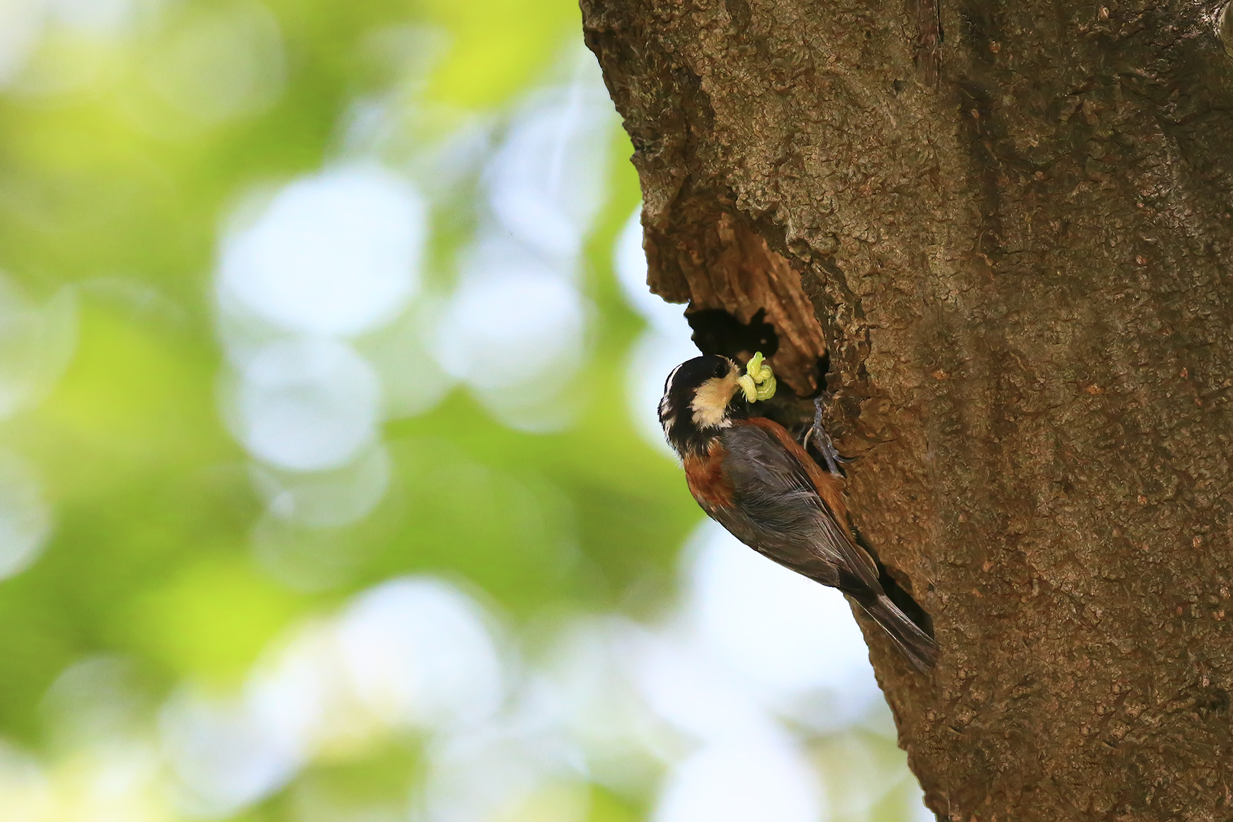 PHOTO BY WO2YA LAB | Canon EOS-1D X Mark II | 2024:05:02 14:26:55 | ISO-3200 | 1/8000 sec | f 7.1 | 85 mm | EV=0 | ● WIDTH:1800 pixels  HEIGHT:1200 pixels