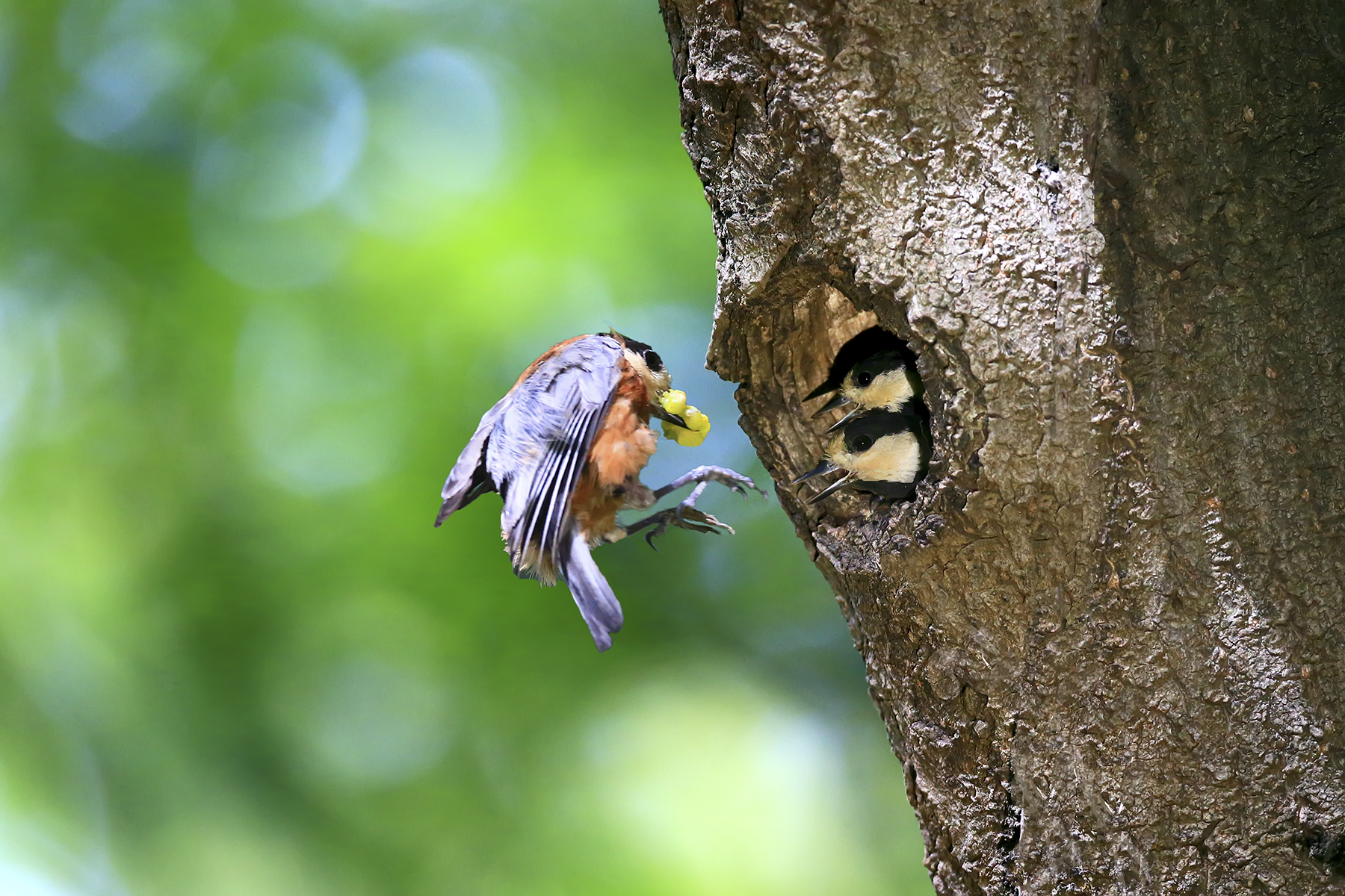 PHOTO BY WO2YA LAB | Canon EOS-1D X Mark II | 2024:05:02 14:26:58 | ISO-3200 | 1/8000 sec | f 7.1 | 85 mm | EV=0 | ● WIDTH:1800 pixels  HEIGHT:1200 pixels