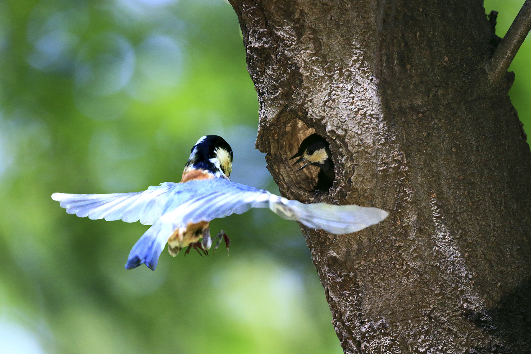 PHOTO BY WO2YA LAB | Canon EOS-1D X Mark II | 2024:05:02 14:26:55 | ISO-3200 | 1/8000 sec | f 7.1 | 85 mm | EV=0 | ● WIDTH:1800 pixels  HEIGHT:1200 pixels