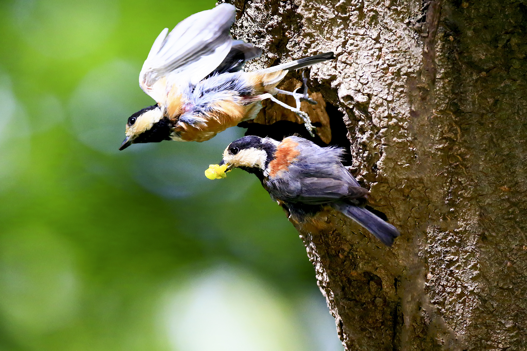 PHOTO BY WO2YA LAB | Canon EOS-1D X Mark II | 2024:05:02 14:26:58 | ISO-3200 | 1/8000 sec | f 7.1 | 85 mm | EV=0 | ● WIDTH:1800 pixels  HEIGHT:1200 pixels