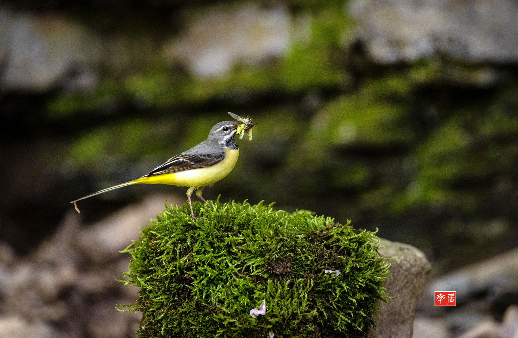 PHOTO BY changickheun | Canon EOS-1D X Mark III | 2024:04:27 12:32:08 | ISO-3200 | 1/1250 sec | f 4 | 600 mm | EV=0 | ● WIDTH:1800 pixels  HEIGHT:1175 pixels