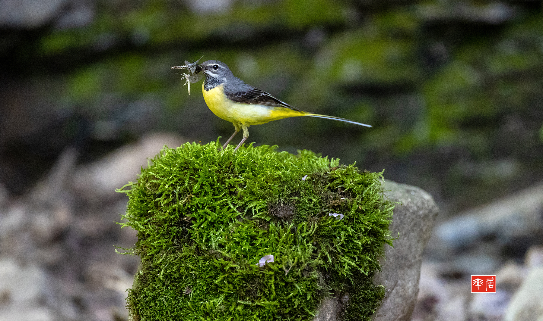 PHOTO BY changickheun | Canon EOS-1D X Mark III | 2024:04:27 14:13:08 | ISO-6400 | 1/1250 sec | f 4 | 600 mm | EV=0 | ● WIDTH:1800 pixels  HEIGHT:1066 pixels