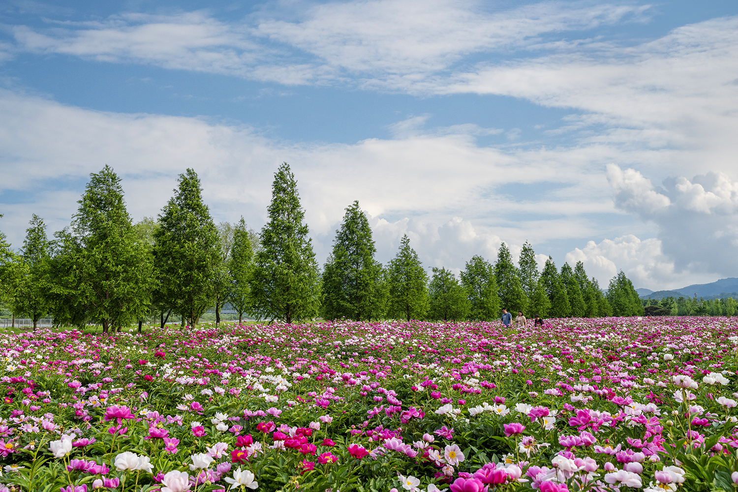 PHOTO BY  | GFX100S | 2024:05:06 17:18:21 | ISO-100 | 1/160 sec | f 8 | 35 mm | EV=0 | ● WIDTH:1500 pixels  HEIGHT:1000 pixels