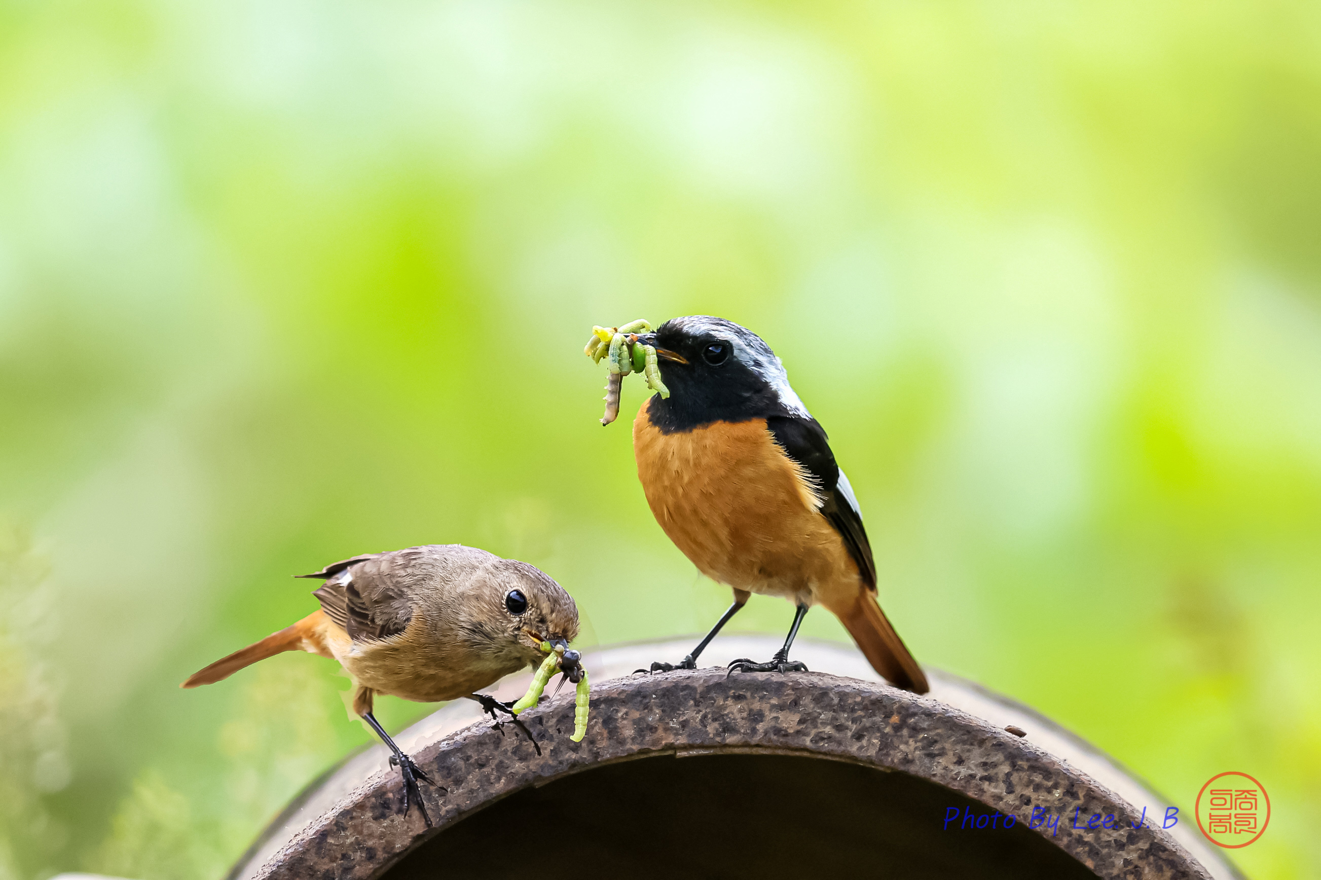 PHOTO BY  | Canon EOS R3 | 2024:05:01 13:43:05 | ISO-3200 | 1/3200 sec | f 5.6 | 840 mm | EV=0 | ● WIDTH:2606 pixels  HEIGHT:1736 pixels