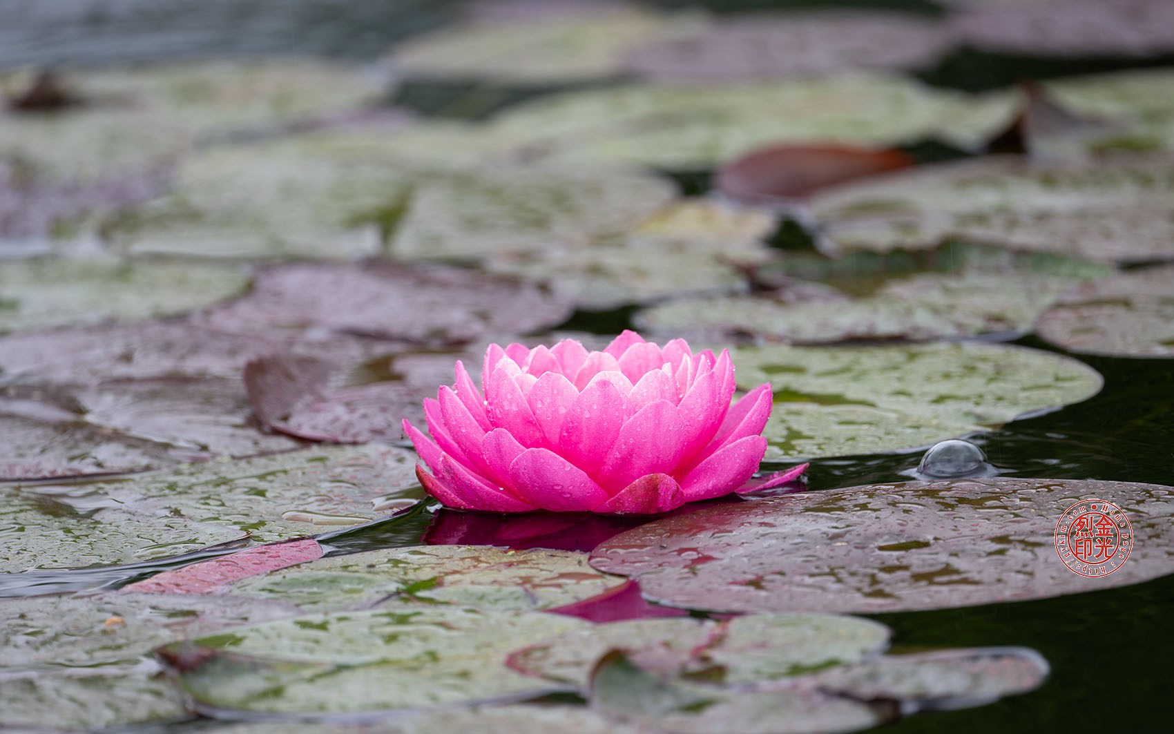 PHOTO BY KKY_CWANG_YEOL | NIKON Z 8 | 2024:05:05 10:42:03 | ISO-100 | 1/50 sec | f 6.3 | 600 mm | EV=0.3 | ● WIDTH:1700 pixels  HEIGHT:1063 pixels