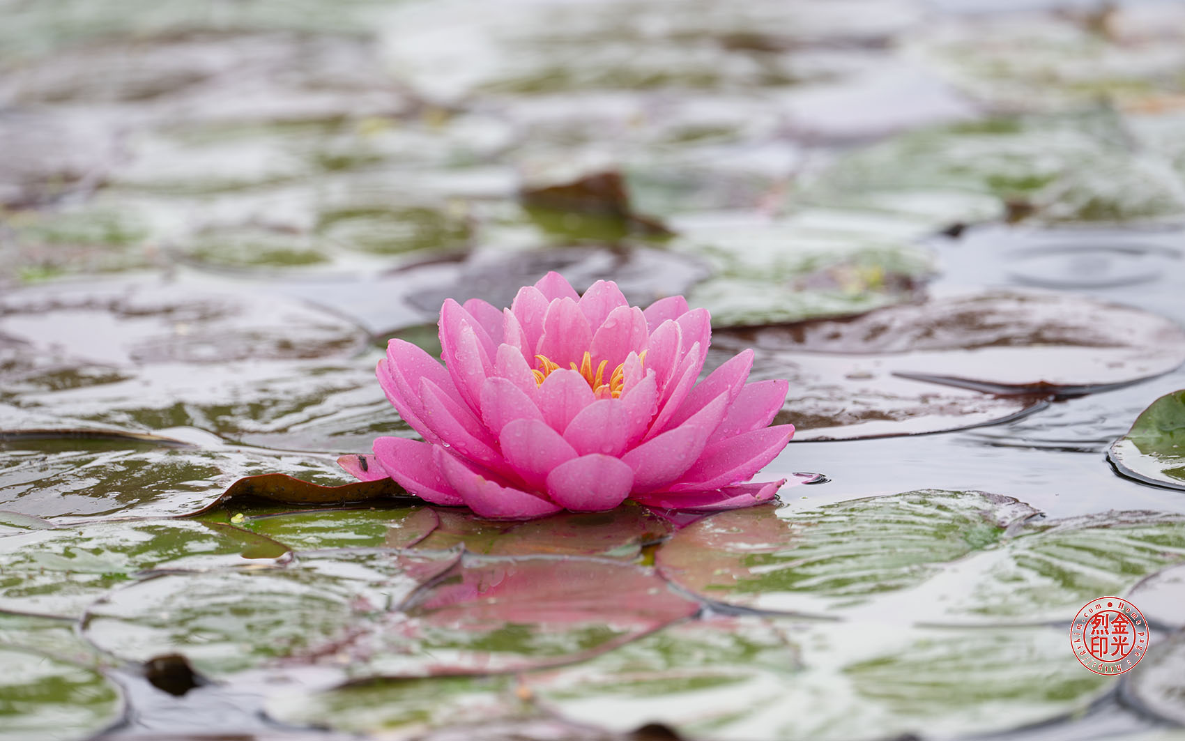 PHOTO BY KKY_CWANG_YEOL | NIKON Z 8 | 2024:05:05 10:44:19 | ISO-100 | 1/40 sec | f 6.3 | 600 mm | EV=-0.3 | ● WIDTH:1700 pixels  HEIGHT:1063 pixels